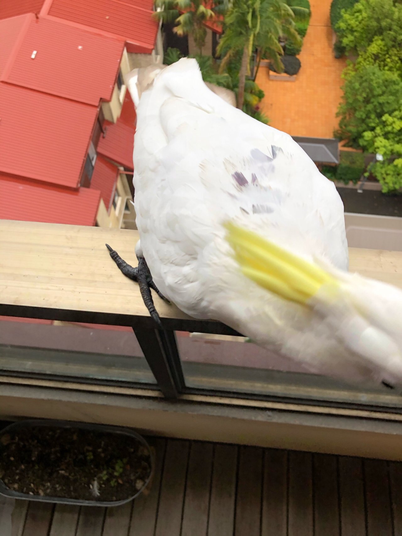 Sulphur-crested Cockatoo in Big City Birds App spotted by Philipp on 21.12.2020