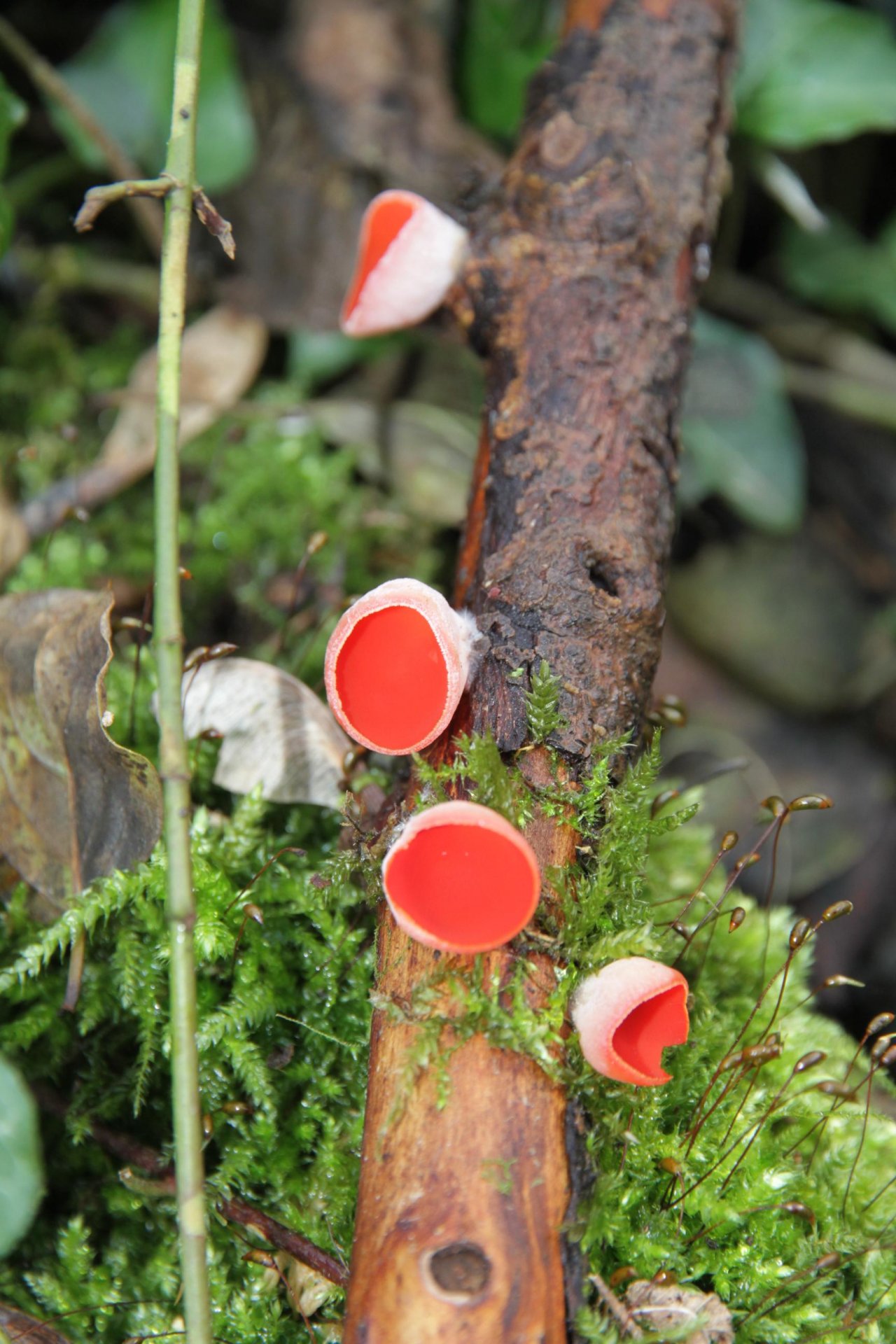 anderer Becherling in Pilzfinder App spotted by Helmling on 13.11.2020