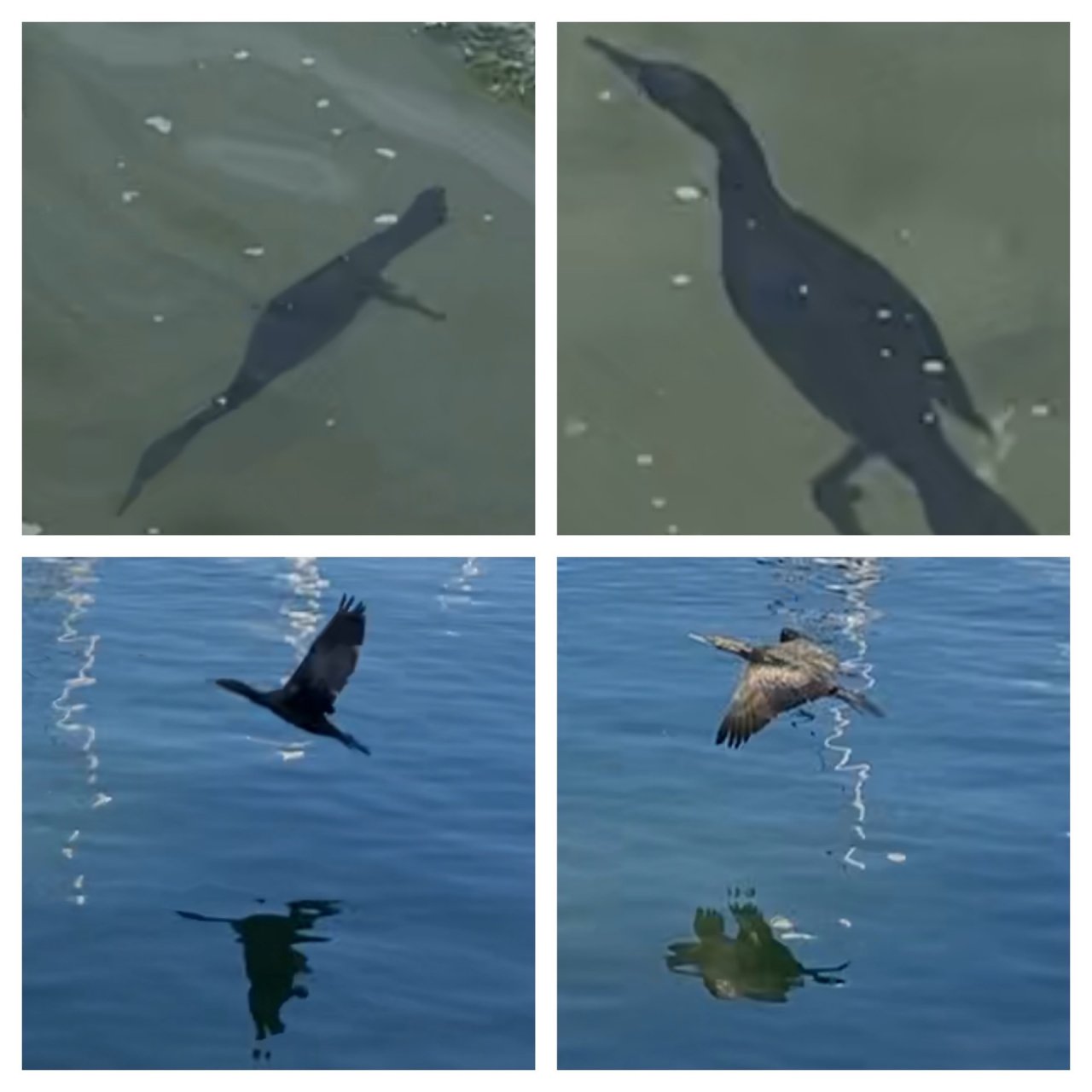 Other bird in Big City Birds App spotted by ednaward on 13.01.2021