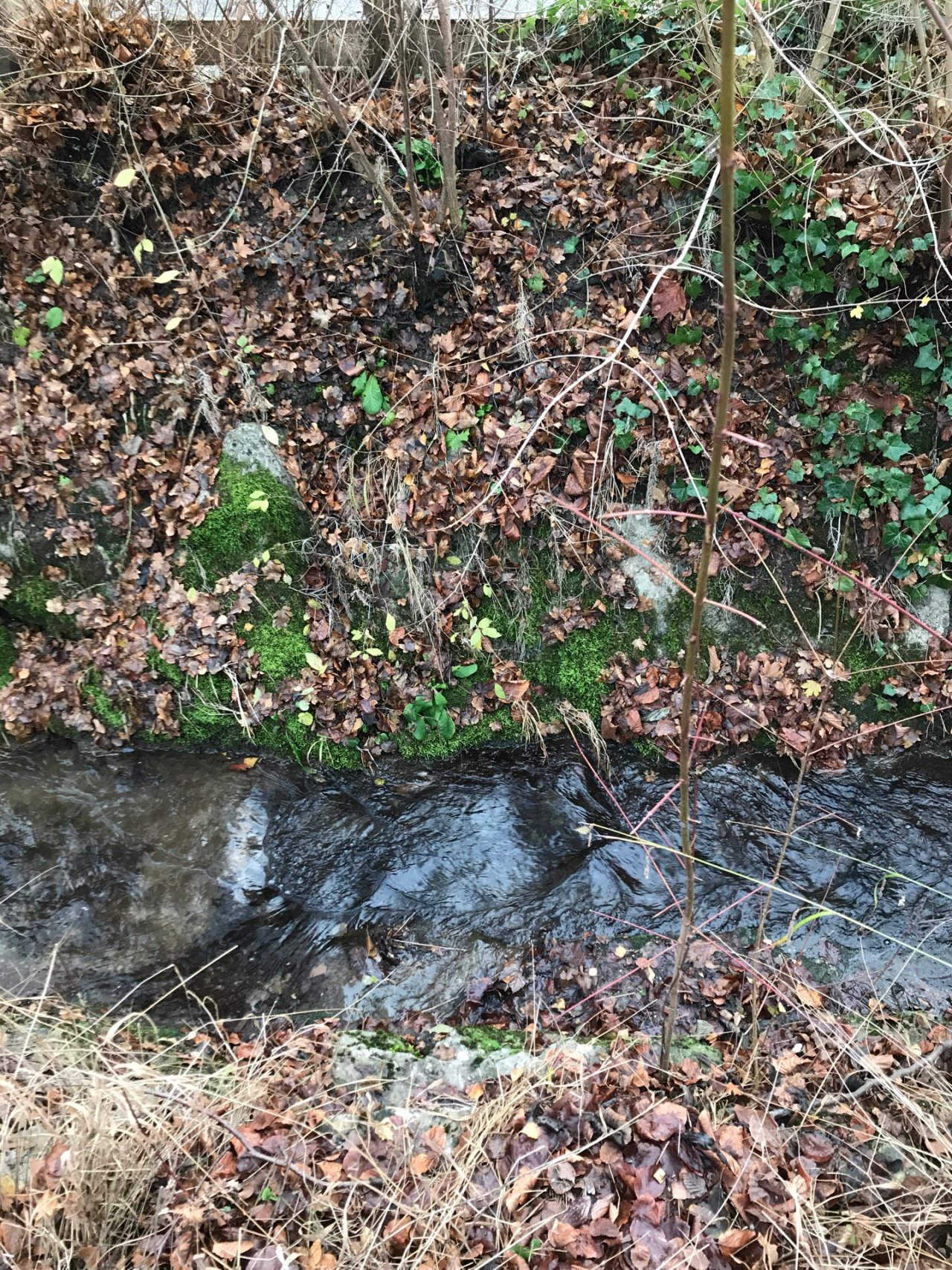 virtual scale in CrowdWater App spotted by Kantonsschule Baden on 06.12.2020