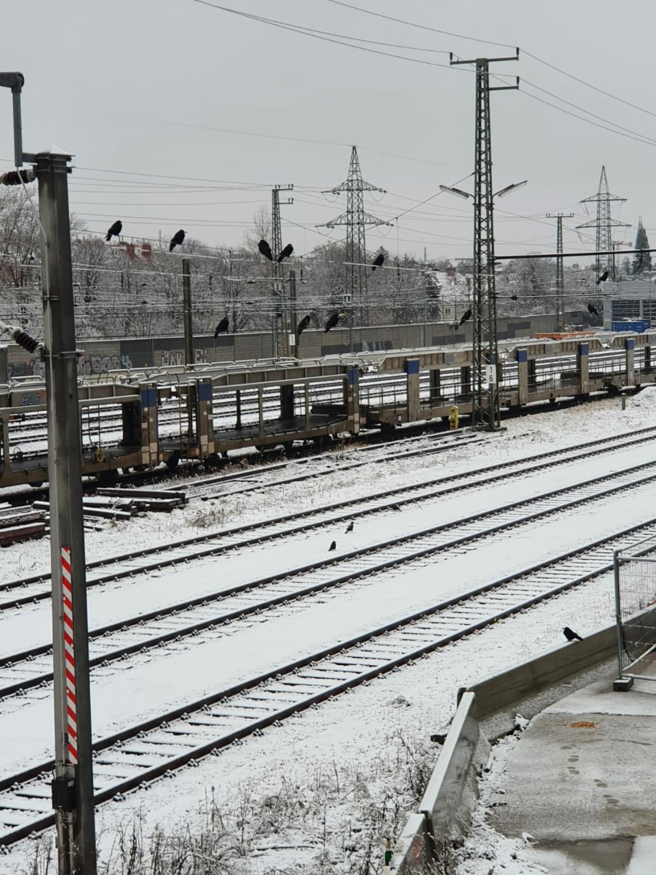 Hooded Crow in KraMobil App spotted by Brigitte Denk on 08.01.2021