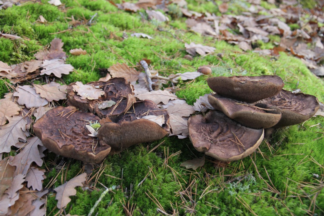xerothermer, sehr flachgründiger Hang mit Rotföhre und Eiche | Pilzfinder App | 