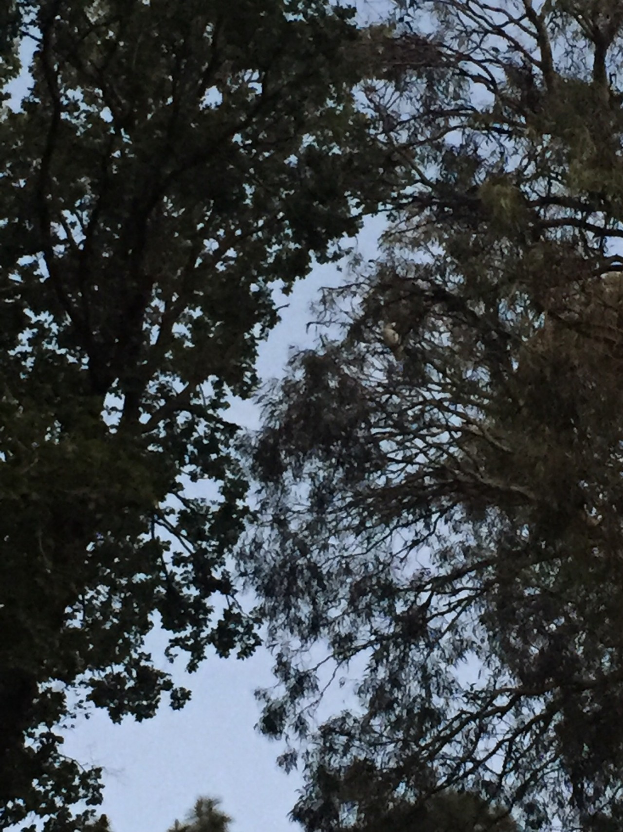 3 cockies sitting and talking to each other, it’s almost night time.