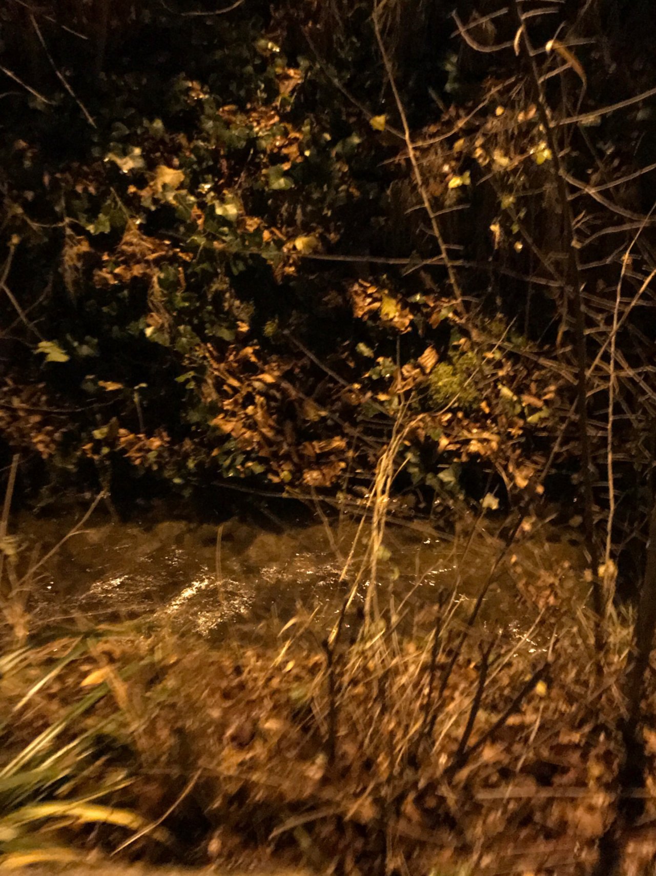 virtual scale in CrowdWater App spotted by Kantonsschule Baden on 29.11.2020