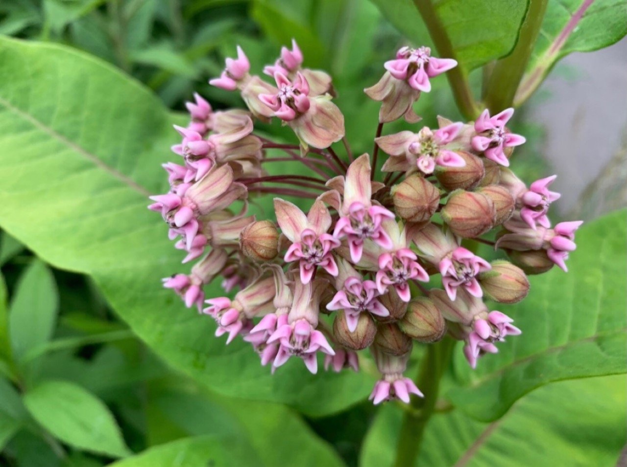 Eine andere krautige Art in Naturkalender App spotted by Franz on 16.06.2020