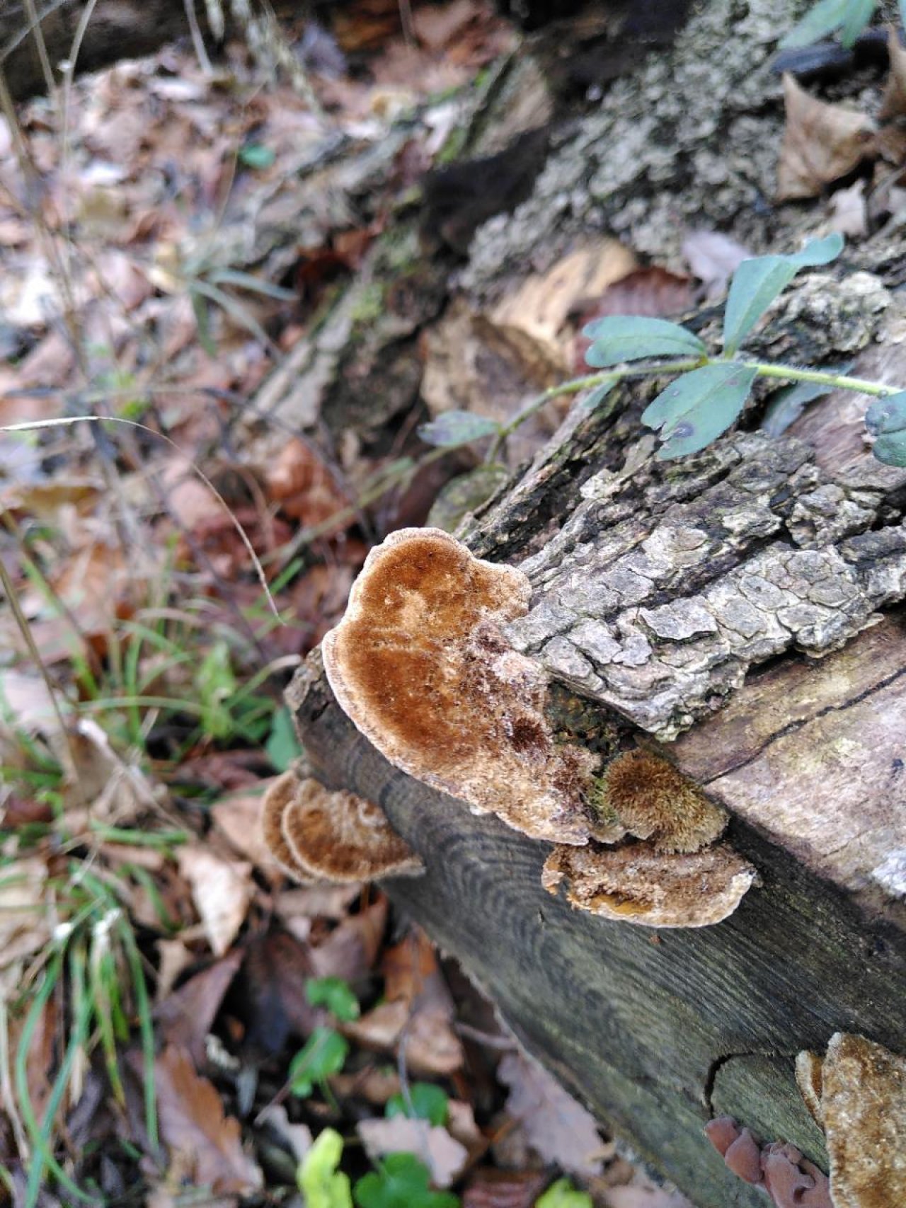 Zottige Tramete in Pilzfinder App spotted by TheOSWR on 13.12.2020