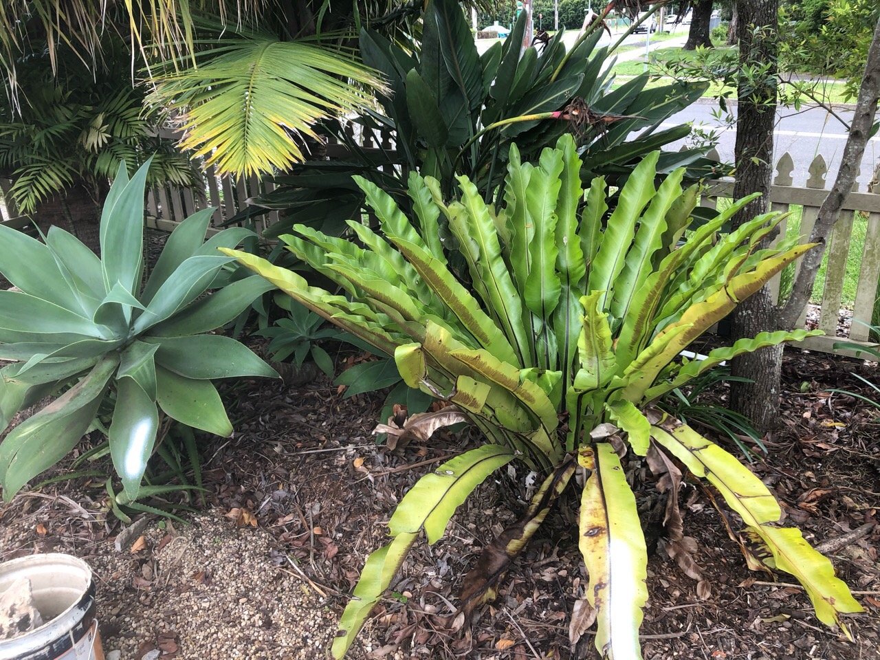 birds in BrushTurkeys App spotted by Bec Healy on 04.03.2021