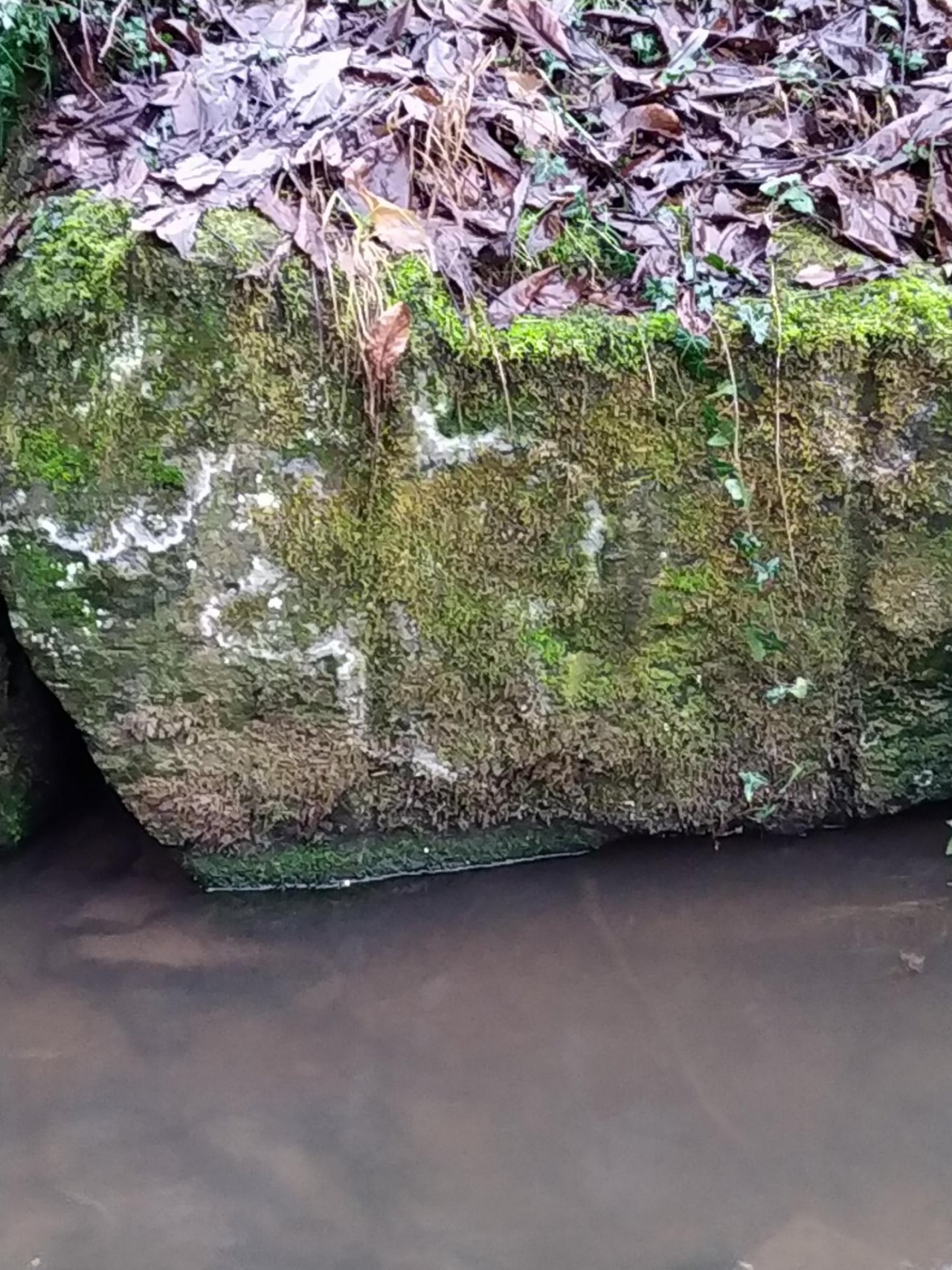 physical scale in CrowdWater App spotted by NoahatArk on 22.12.2020