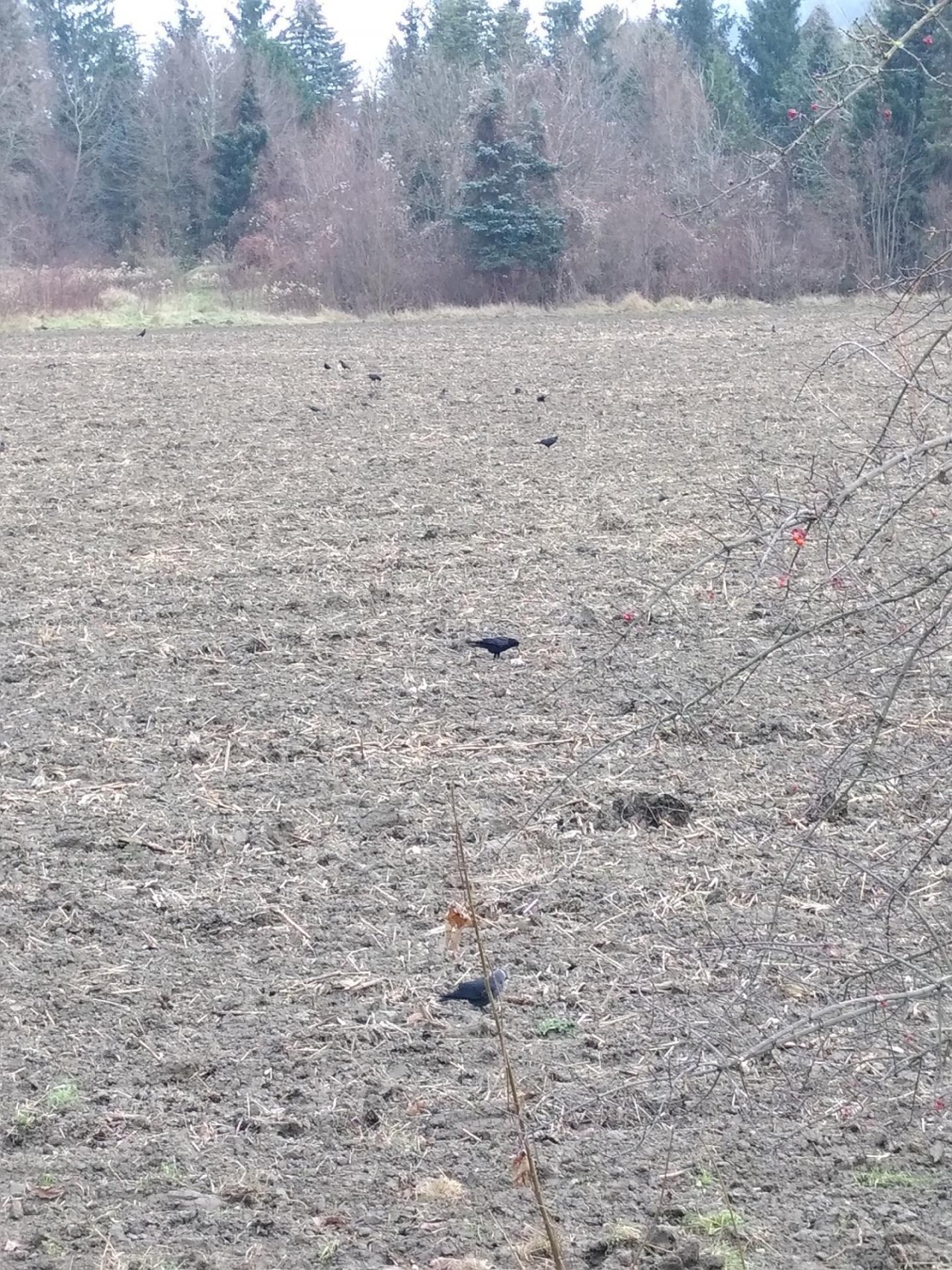 Rook in KraMobil App spotted by TheOSWR on 13.12.2020