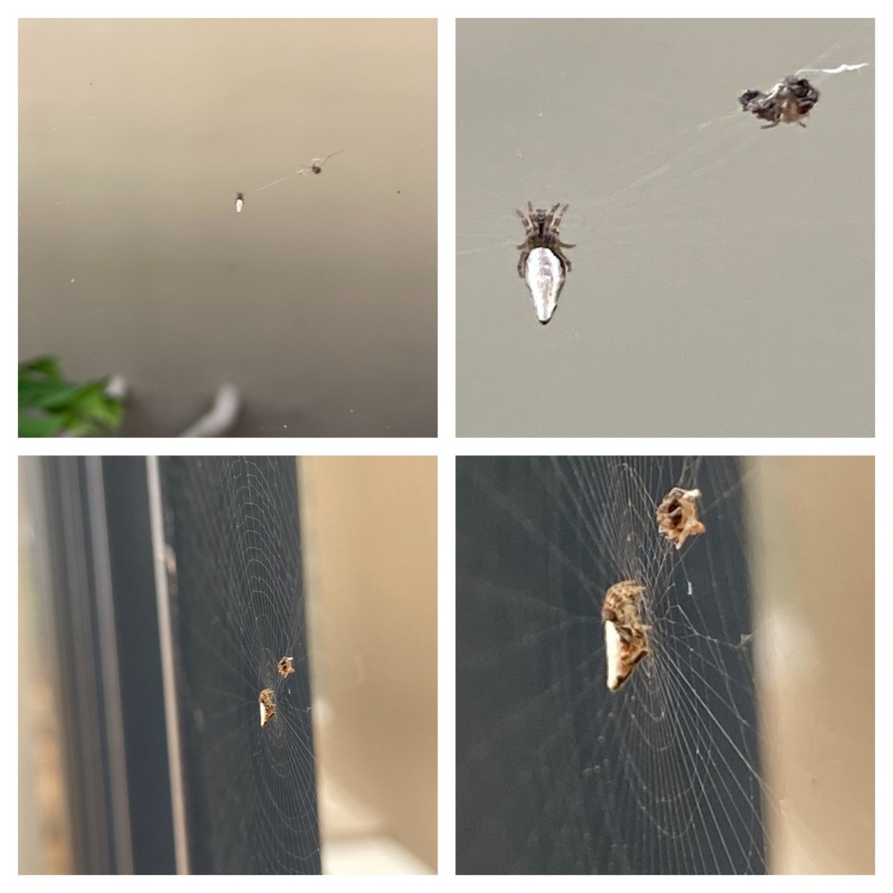 unknown species in SpiderSpotter App spotted by ednaward on 26.12.2020