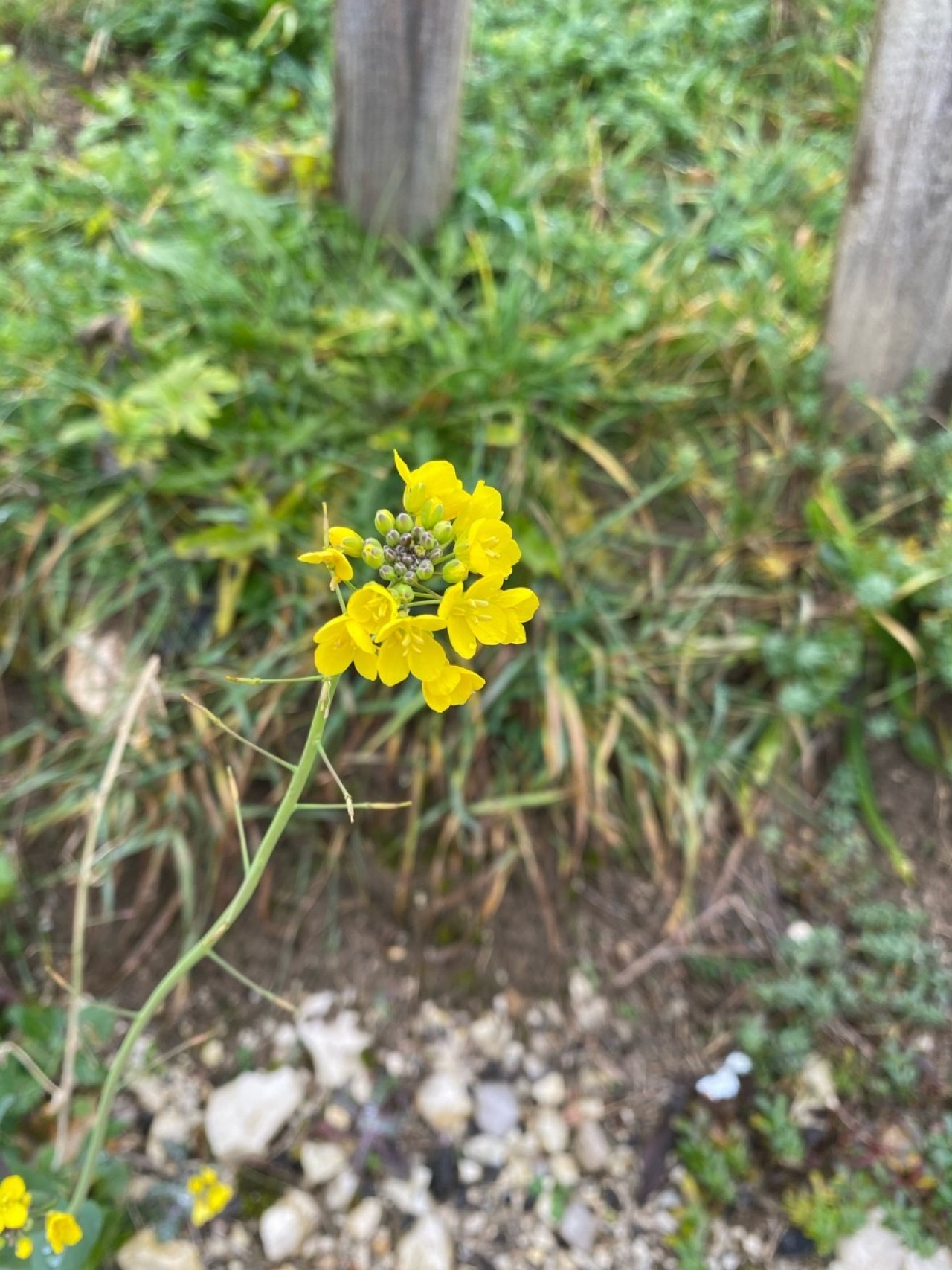 Eine andere Art in Naturkalender Oberösterreich App spotted by Fee on 22.12.2020