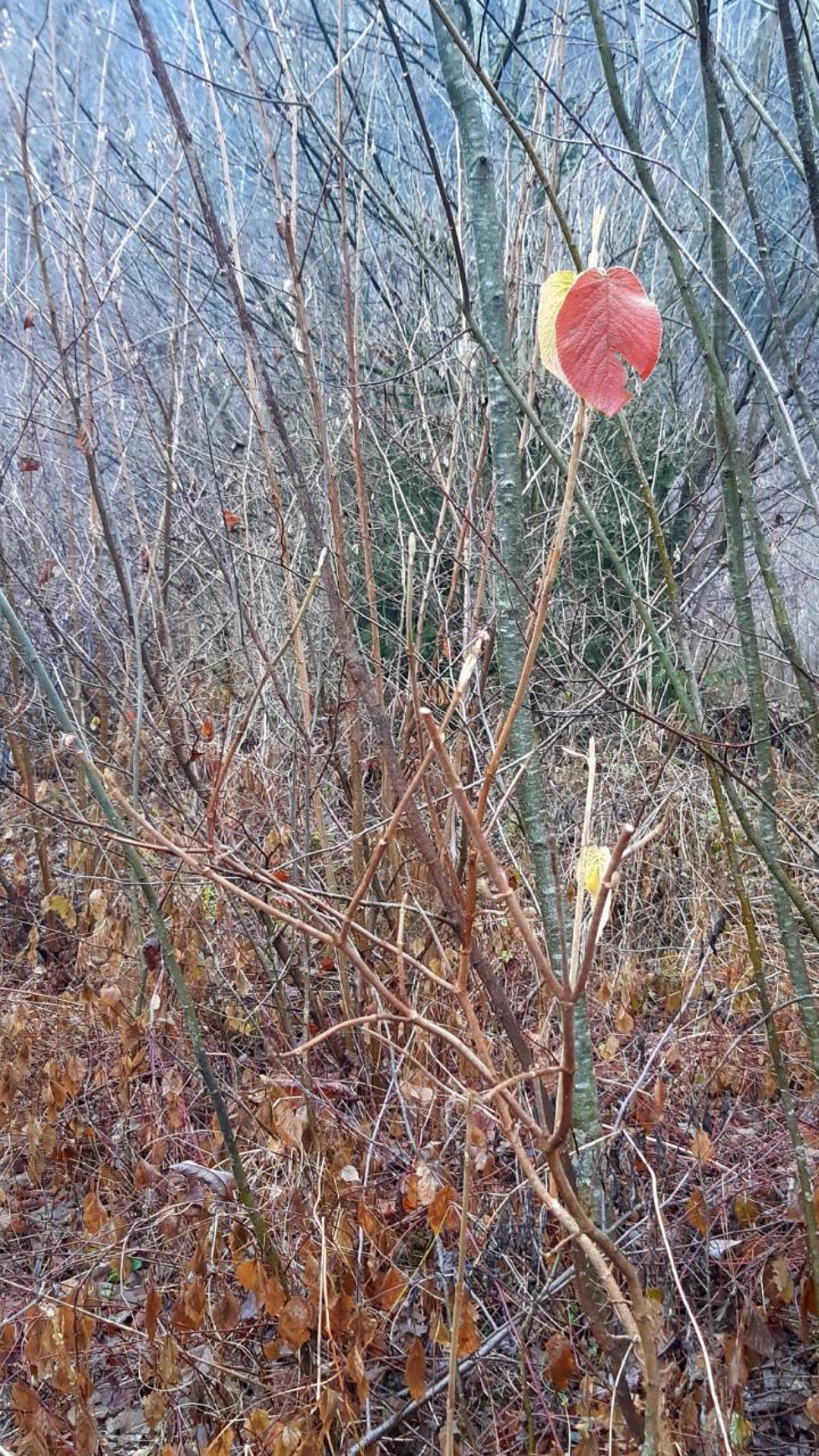Wolliger Schneeball in Naturkalender App spotted by Steinbock on 22.12.2020