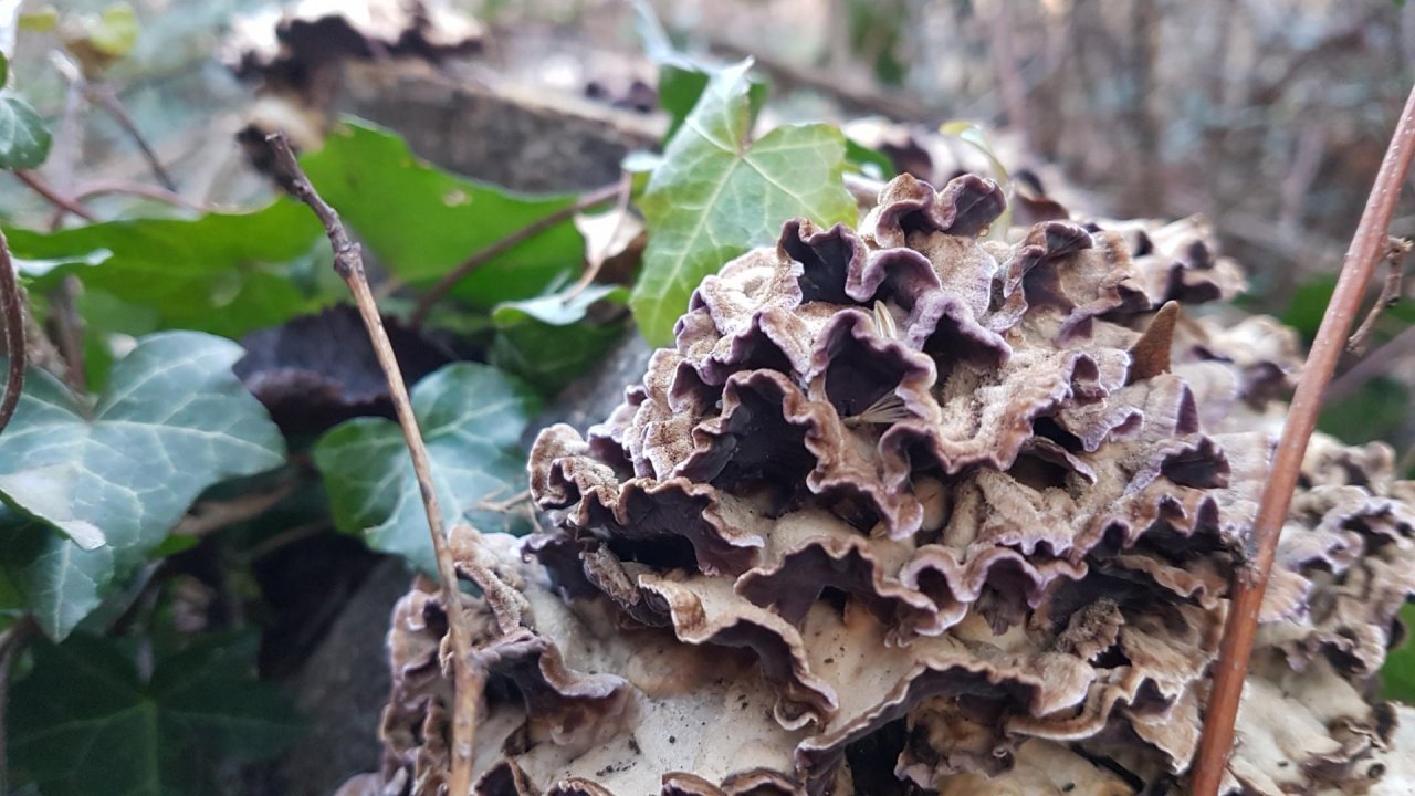 Fungi in NatureSpots App spotted by Ka vonSeiten on 27.01.2021