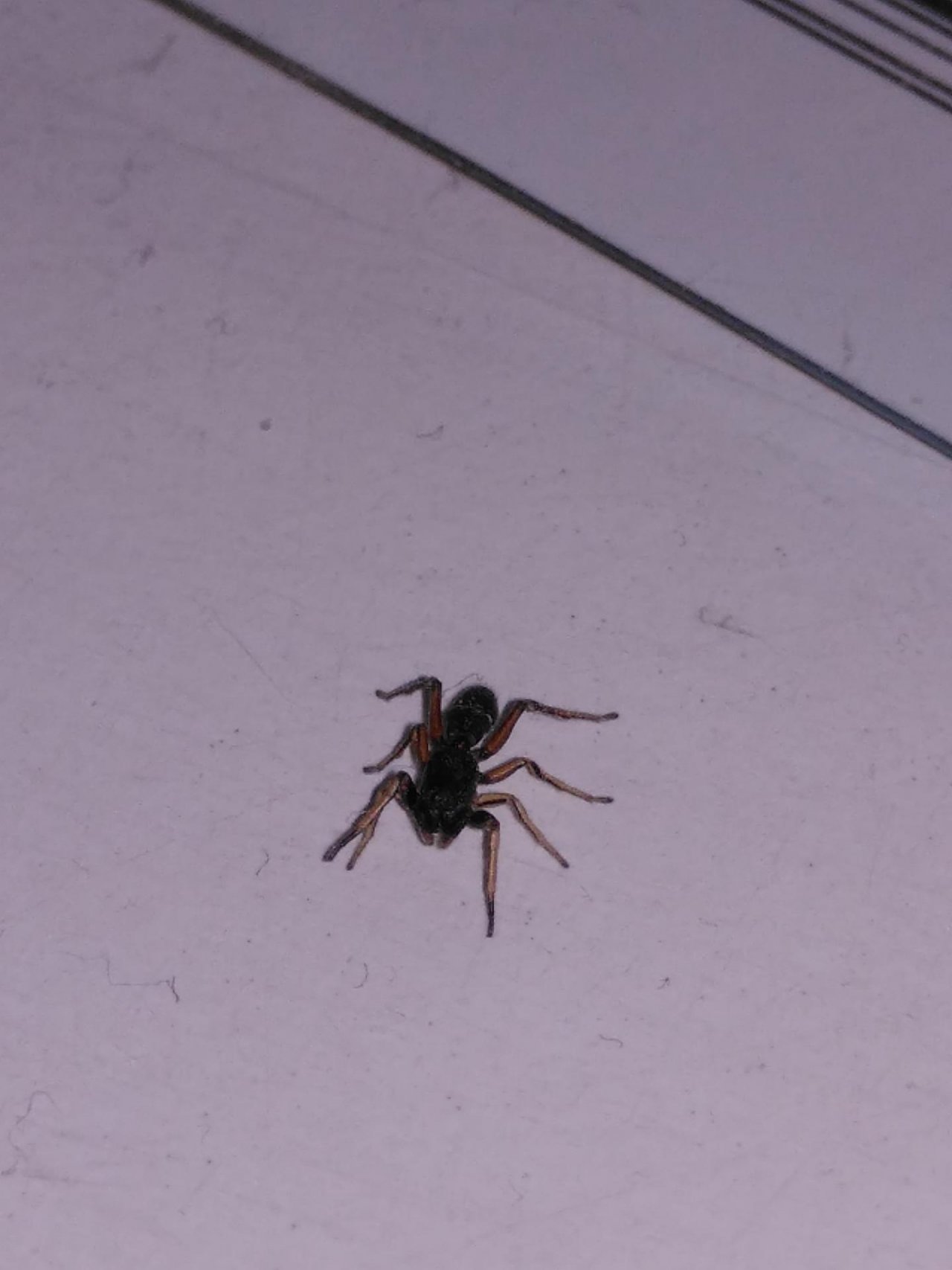 Animals in NatureSpots App spotted by TheOSWR on 22.01.2021