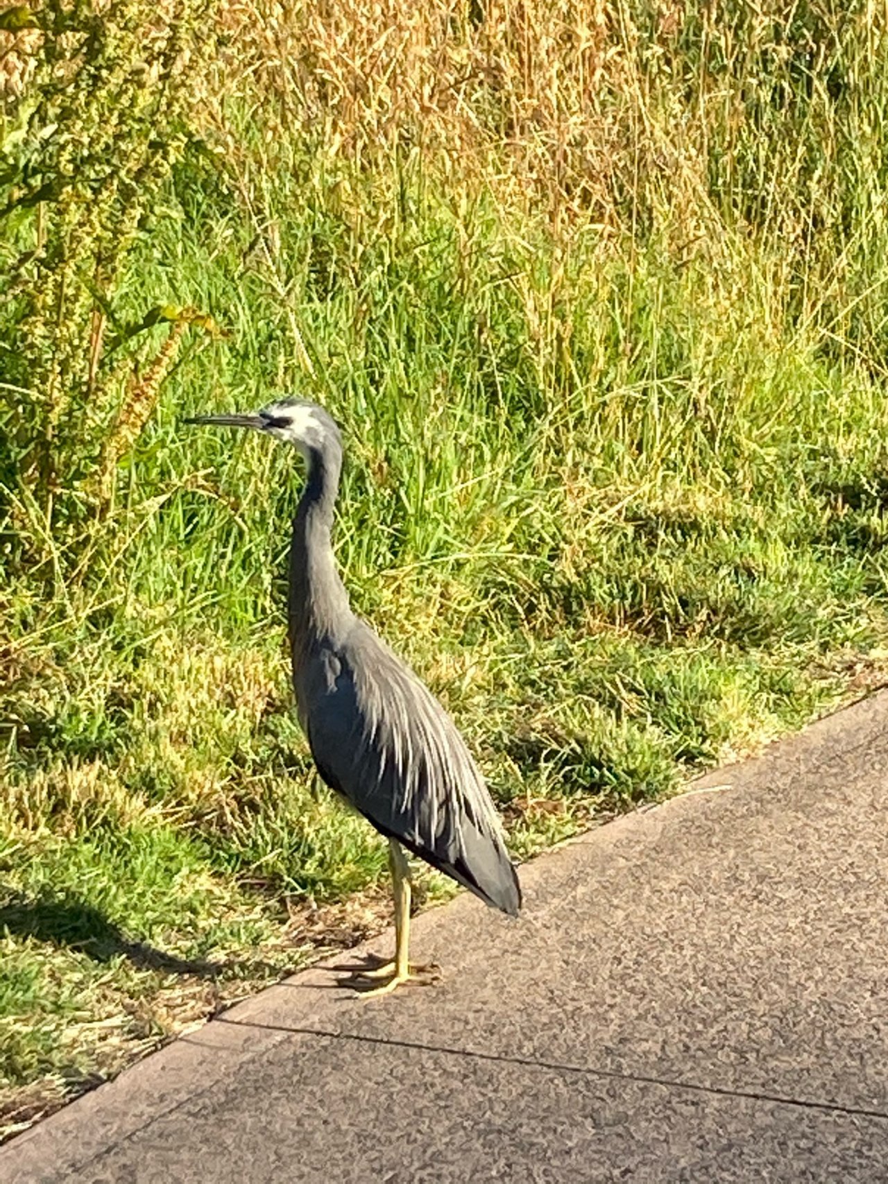 Other bird in Big City Birds App spotted by JuliiJ on 11.12.2020