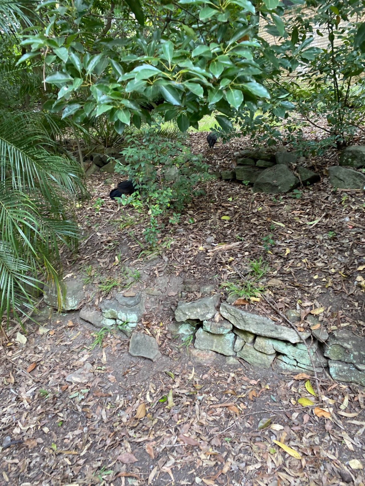 birds in BrushTurkeys App spotted by Stwarren on 10.03.2021