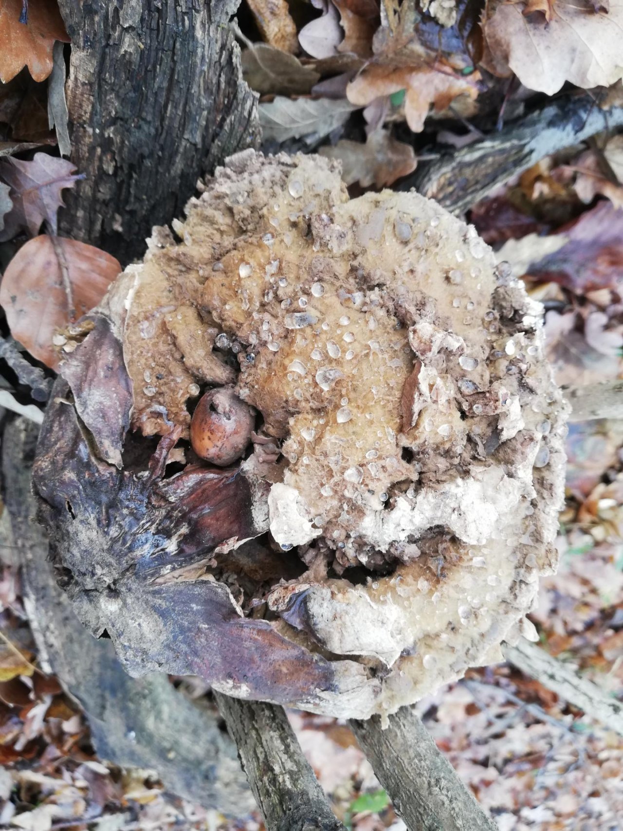 Fungi in NatureSpots App spotted by BöPour on 24.01.2021