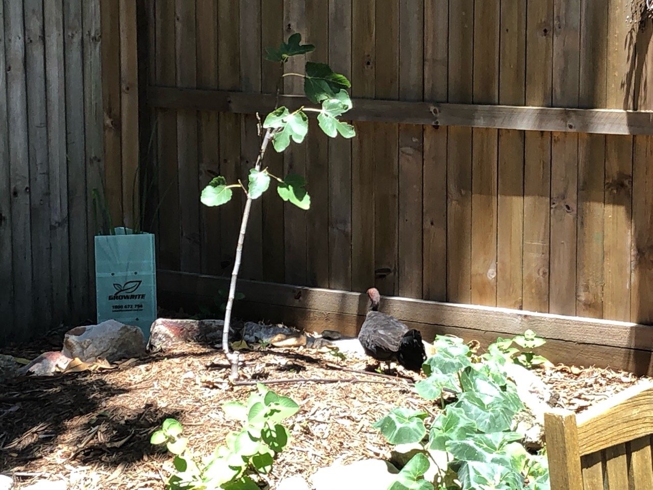 birds in BrushTurkeys App spotted by Todge72 on 23.01.2021