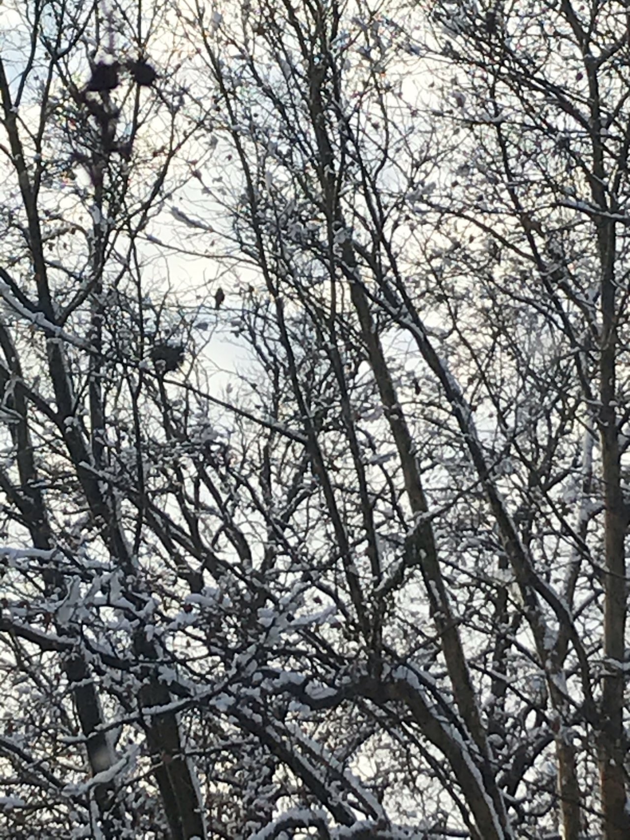 Carrion Crow in KraMobil App spotted by Maleit on 07.01.2021