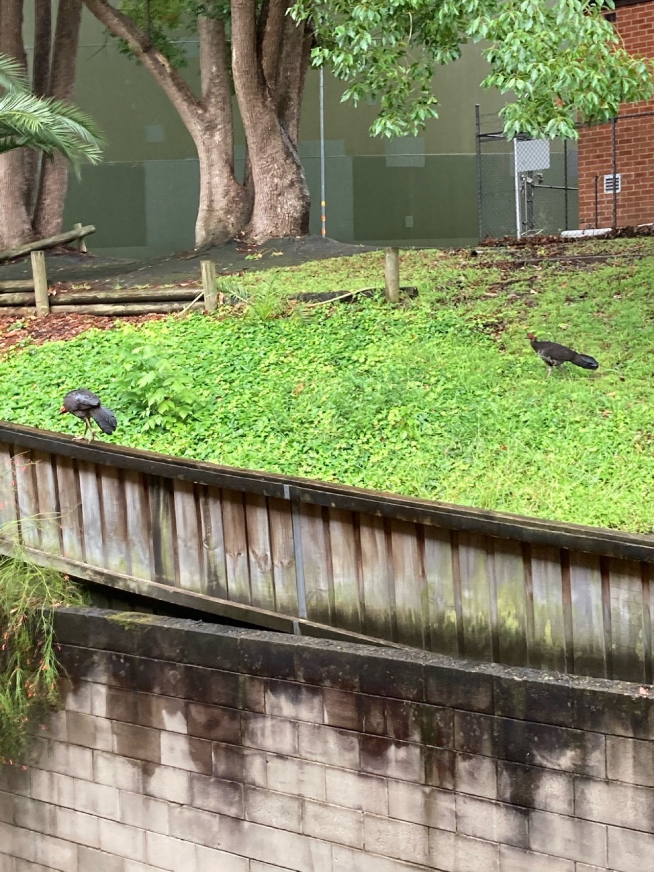 birds in BrushTurkeys App spotted by Mary Ann Irvin on 20.12.2020