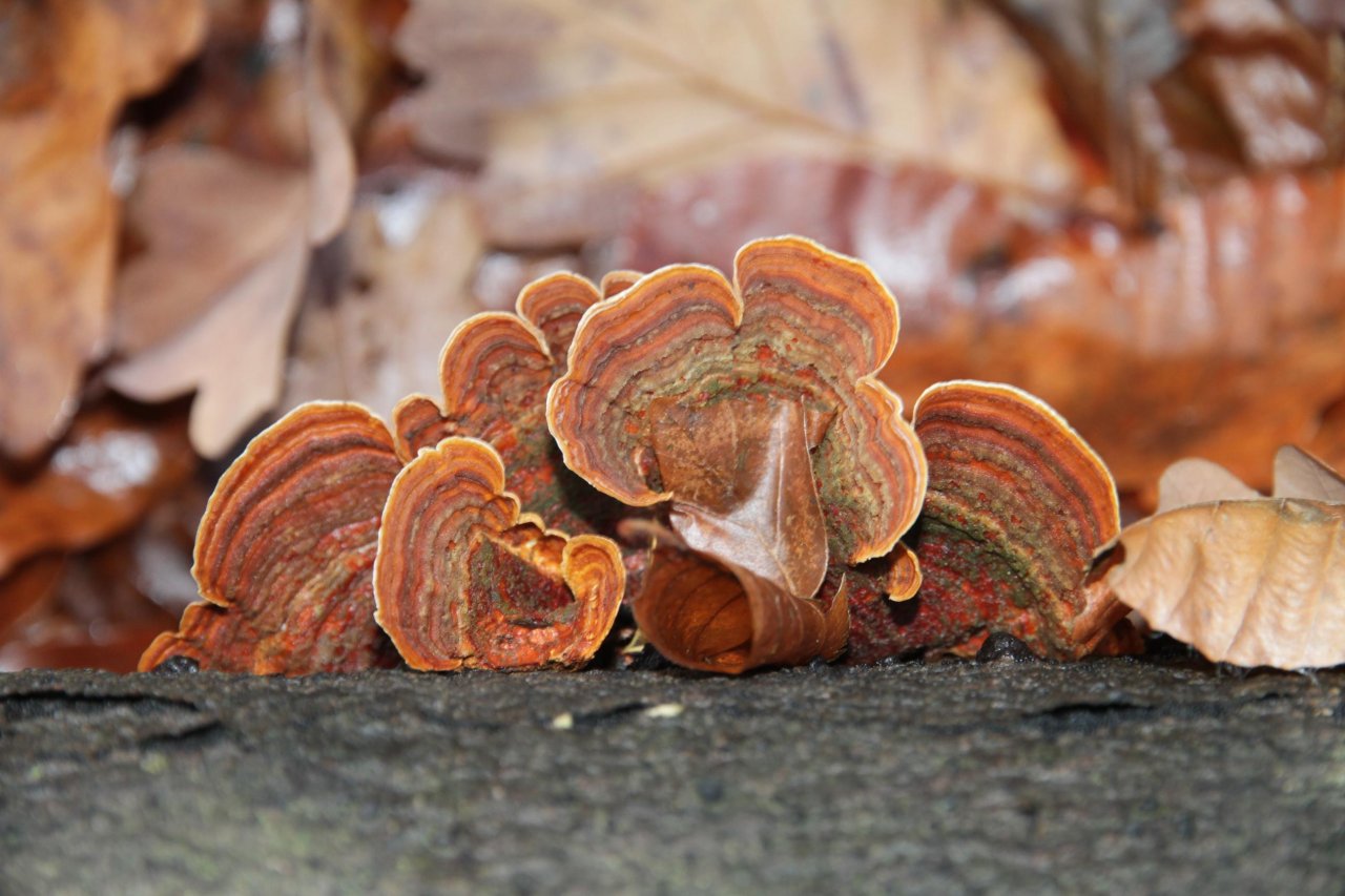 anderer Schichtpilz in Pilzfinder App spotted by Helmling on 11.12.2020