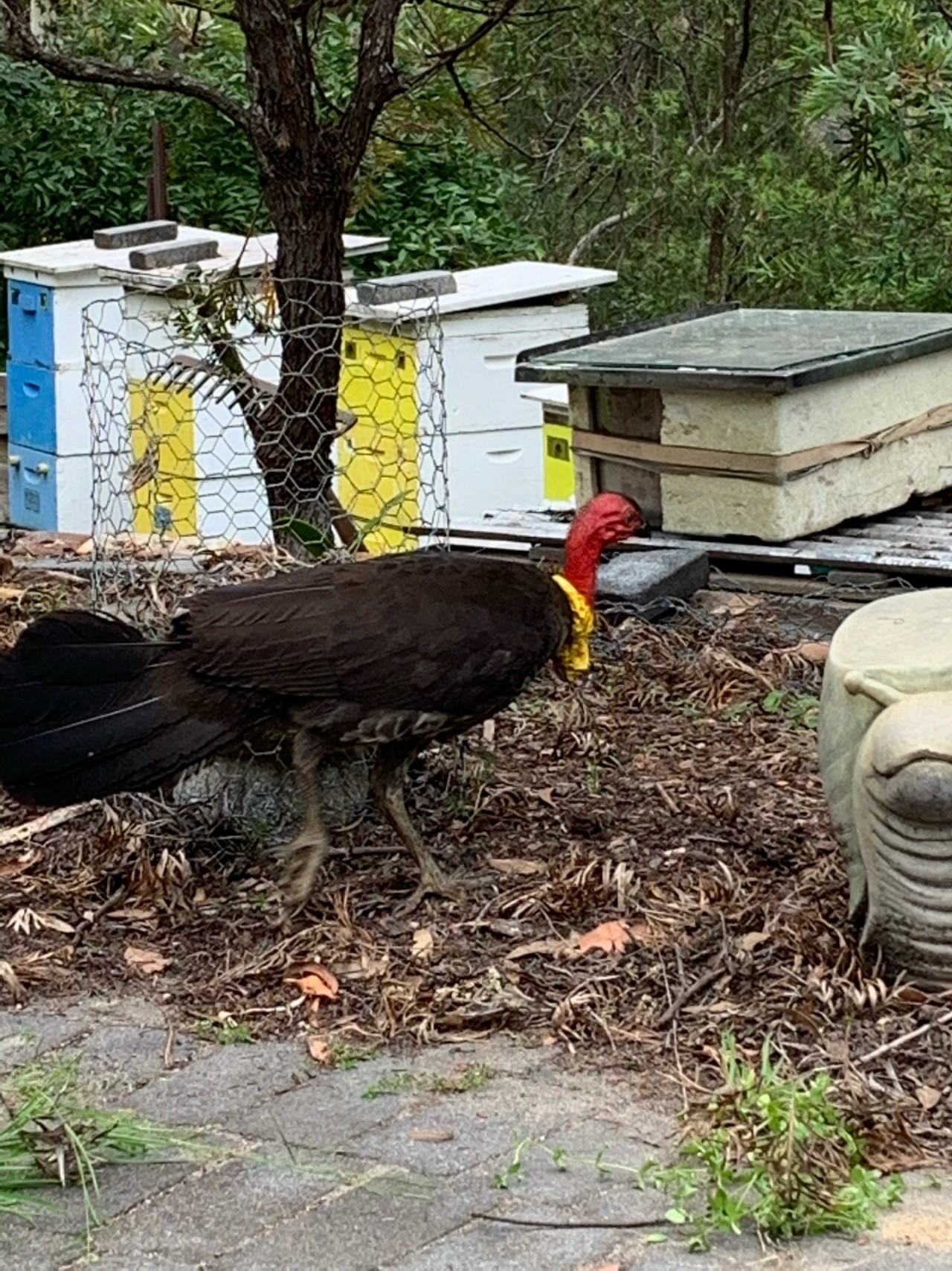Brush-turkey in Big City Birds App spotted by Janine Martin on 11.12.2020