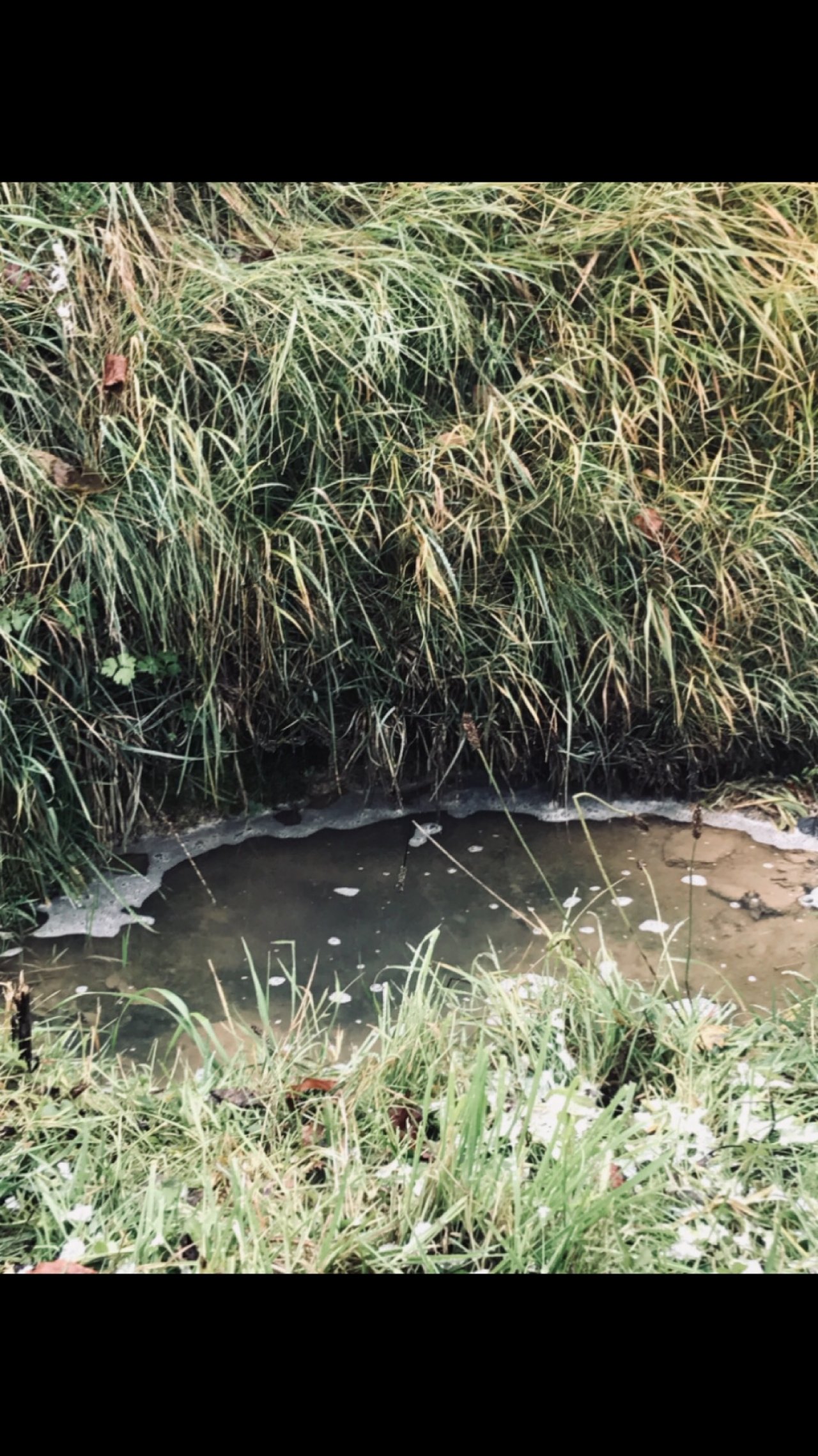 virtual scale in CrowdWater App spotted by TrishaBharath on 30.11.2020