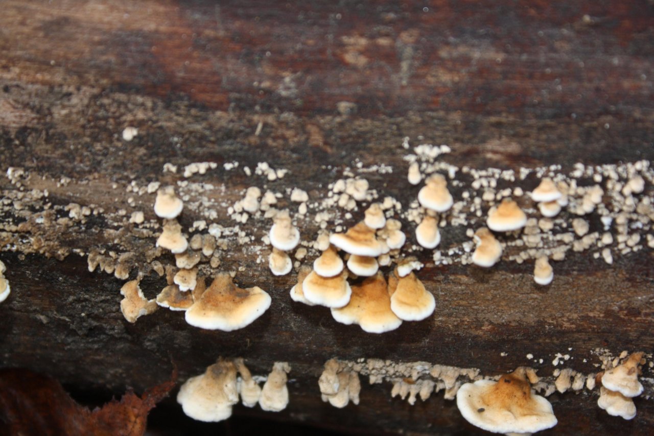 anderer Lamellenpilz (hell) in Pilzfinder App spotted by Treitner on 16.12.2020