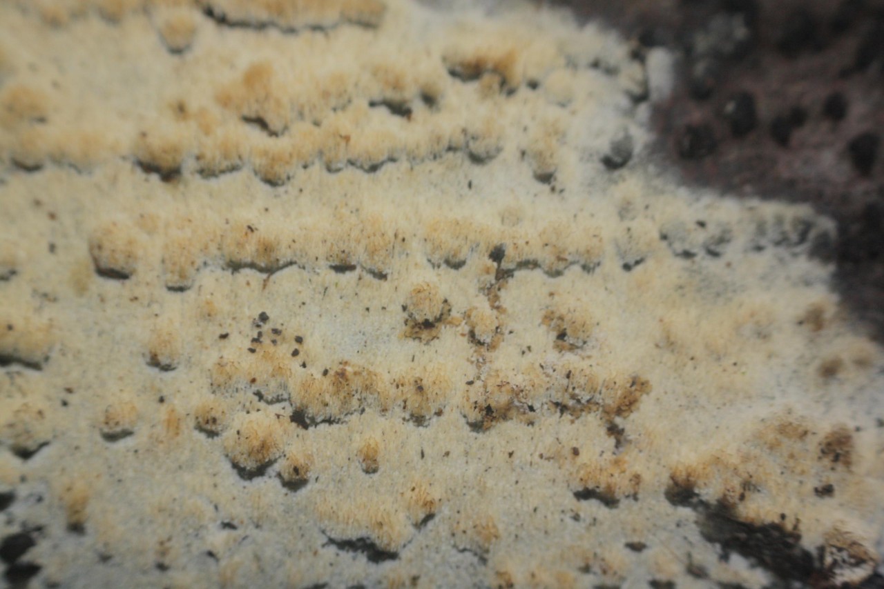 Genus Phlebiella,
on a branch; deciduous tree; deadwood; lying; | Pilzfinder App 