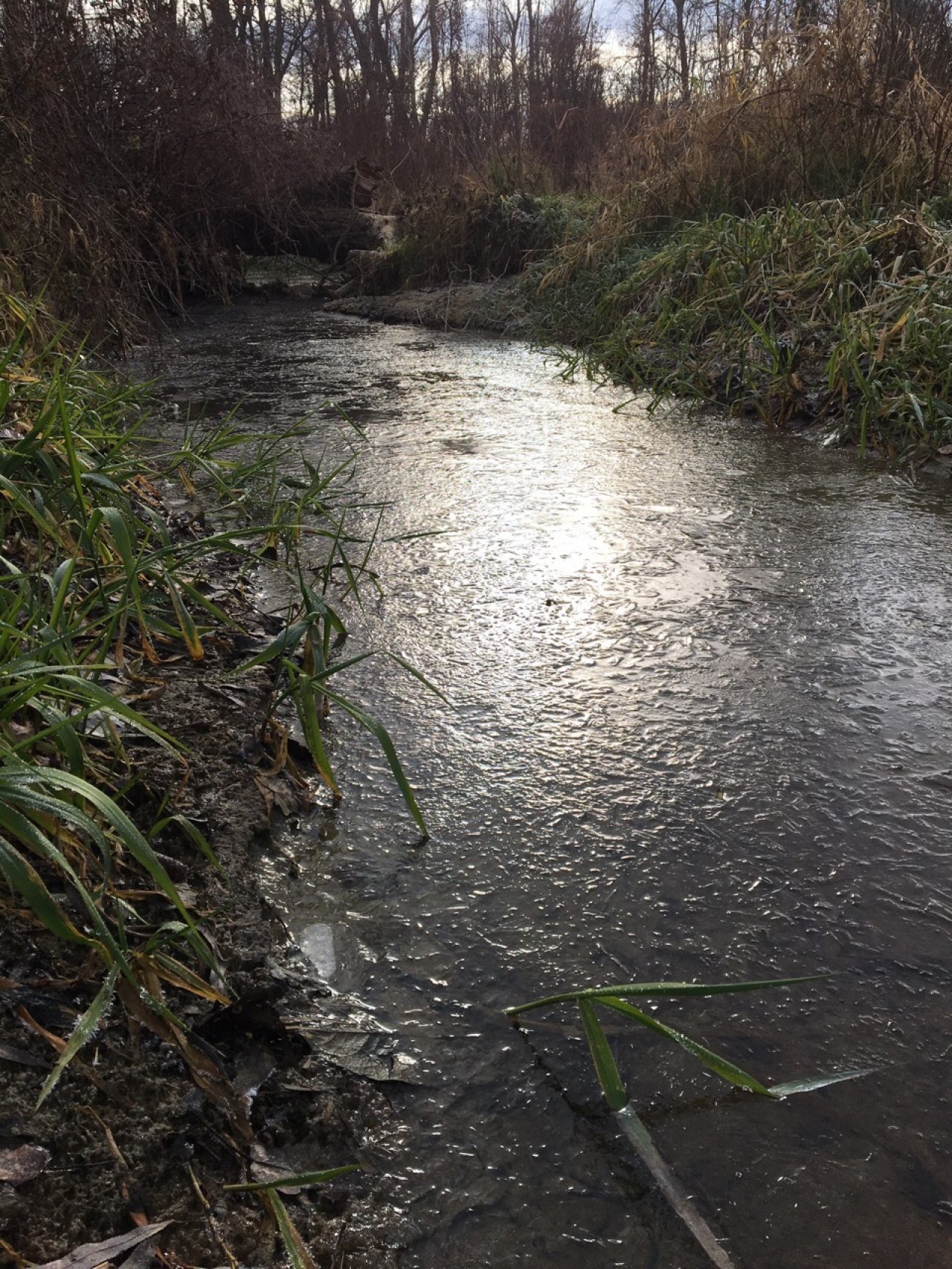 Eis auf Bächen und Teichen in Naturkalender App spotted by Seidelbast on 27.12.2020