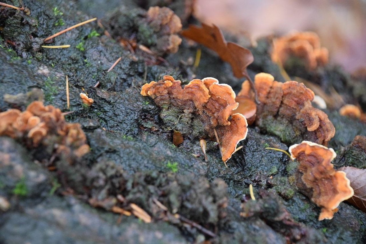 Zottiger Schichtpilz in Pilzfinder App spotted by Markus Sabor on 13.12.2020