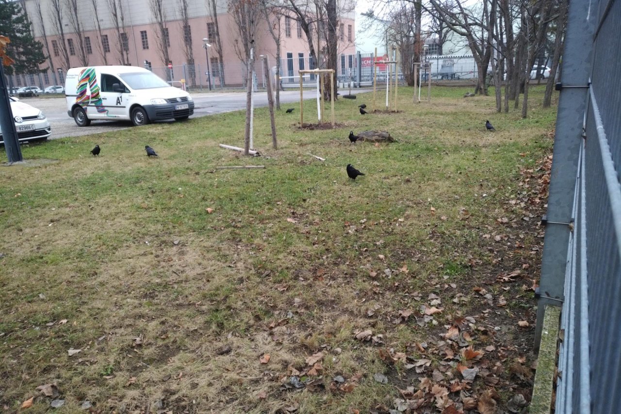 Rook in KraMobil App spotted by Patrick BA on 03.01.2021