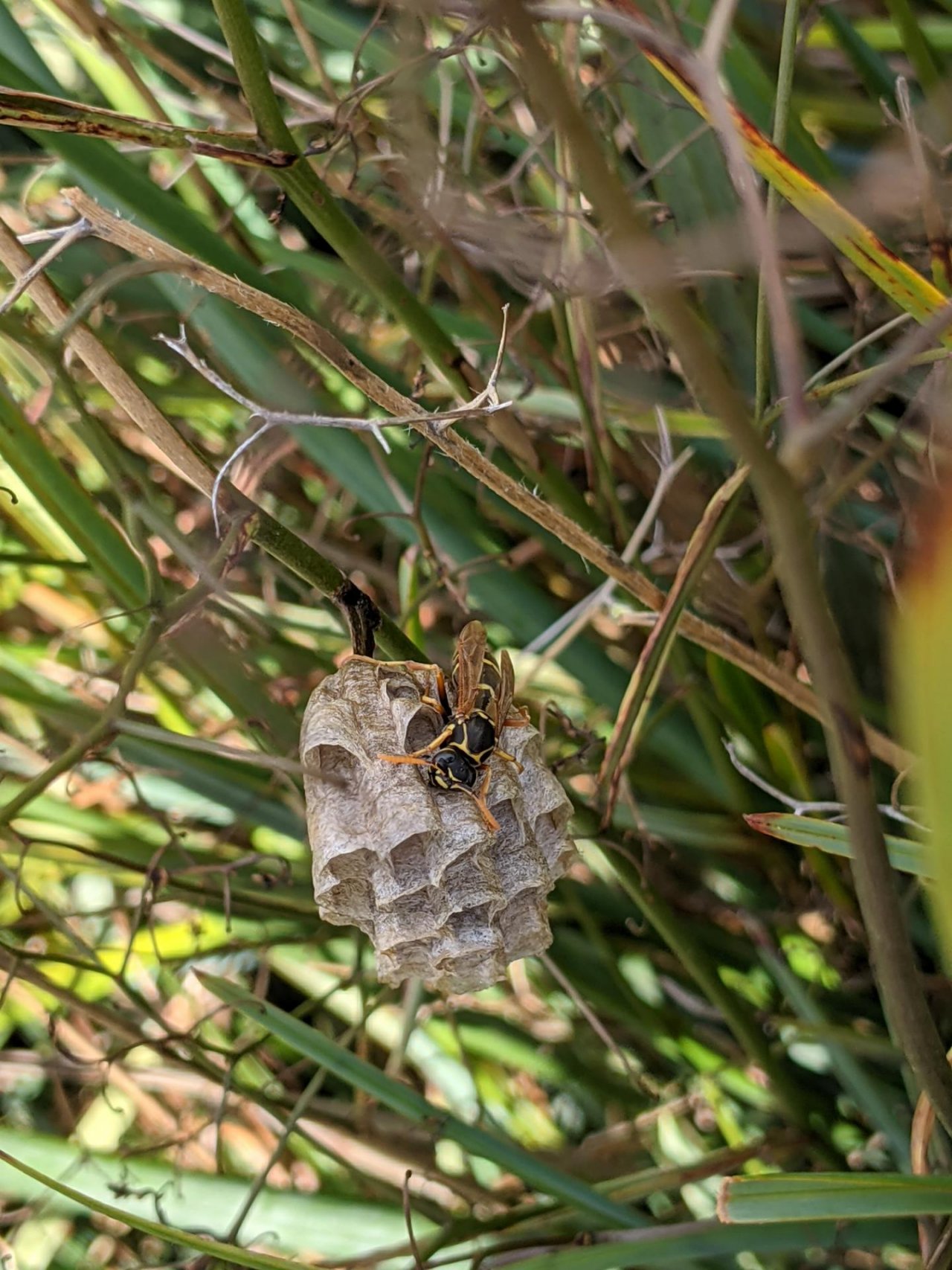 Other insect in ClimateWatch App spotted by Sandra McCullough on 14.12.2020