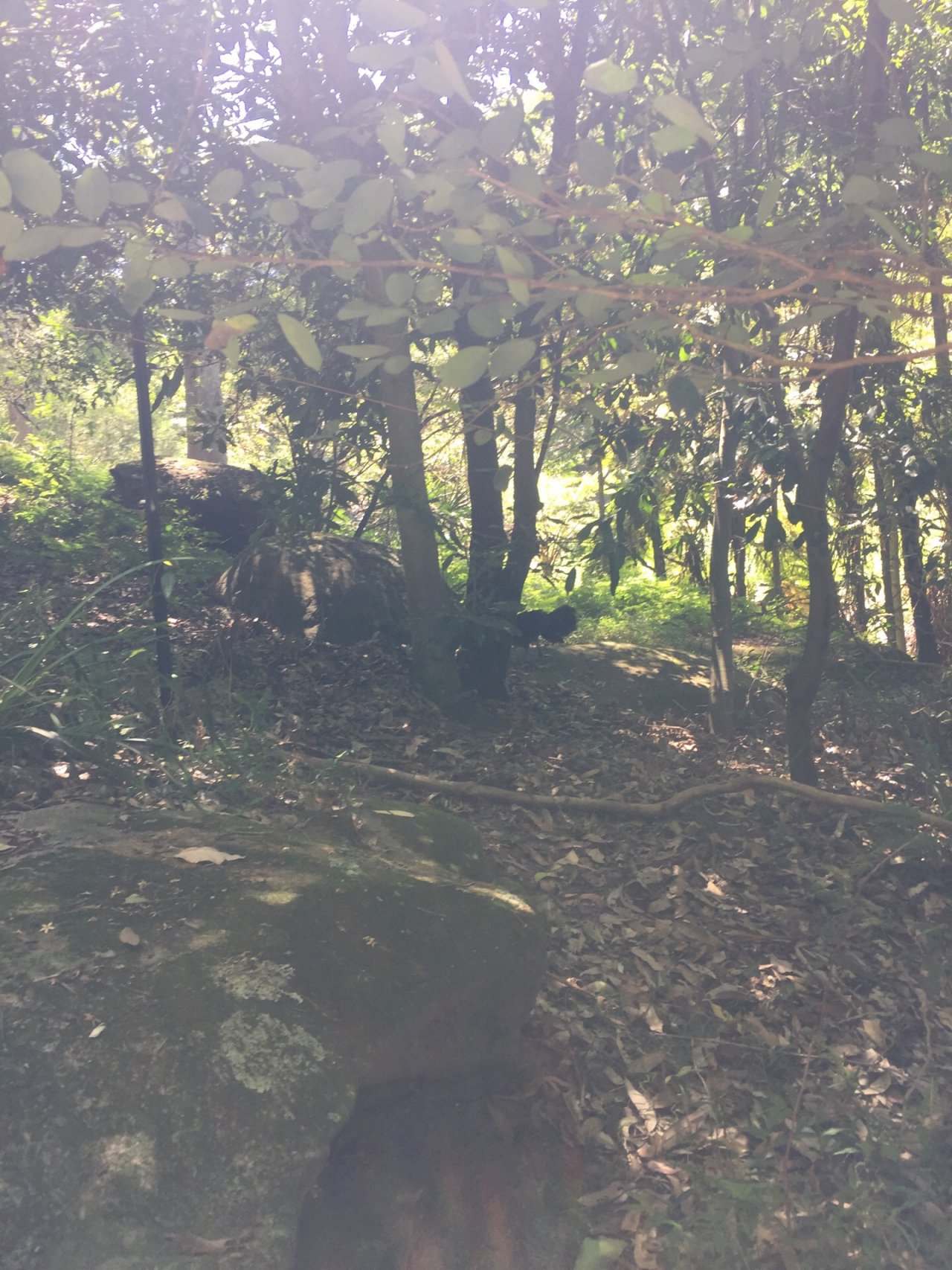 Brush-turkey in Big City Birds App spotted by CS2020 on 16.01.2021