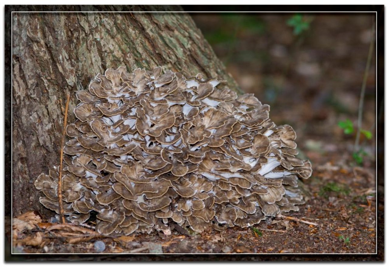 Fungi in NatureSpots App spotted by Danny VG on 21.09.2016