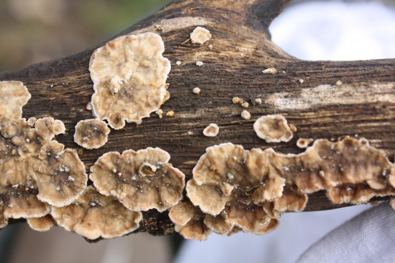 Blutender Schichtpilz in Pilzfinder App spotted by Treitner on 16.12.2020