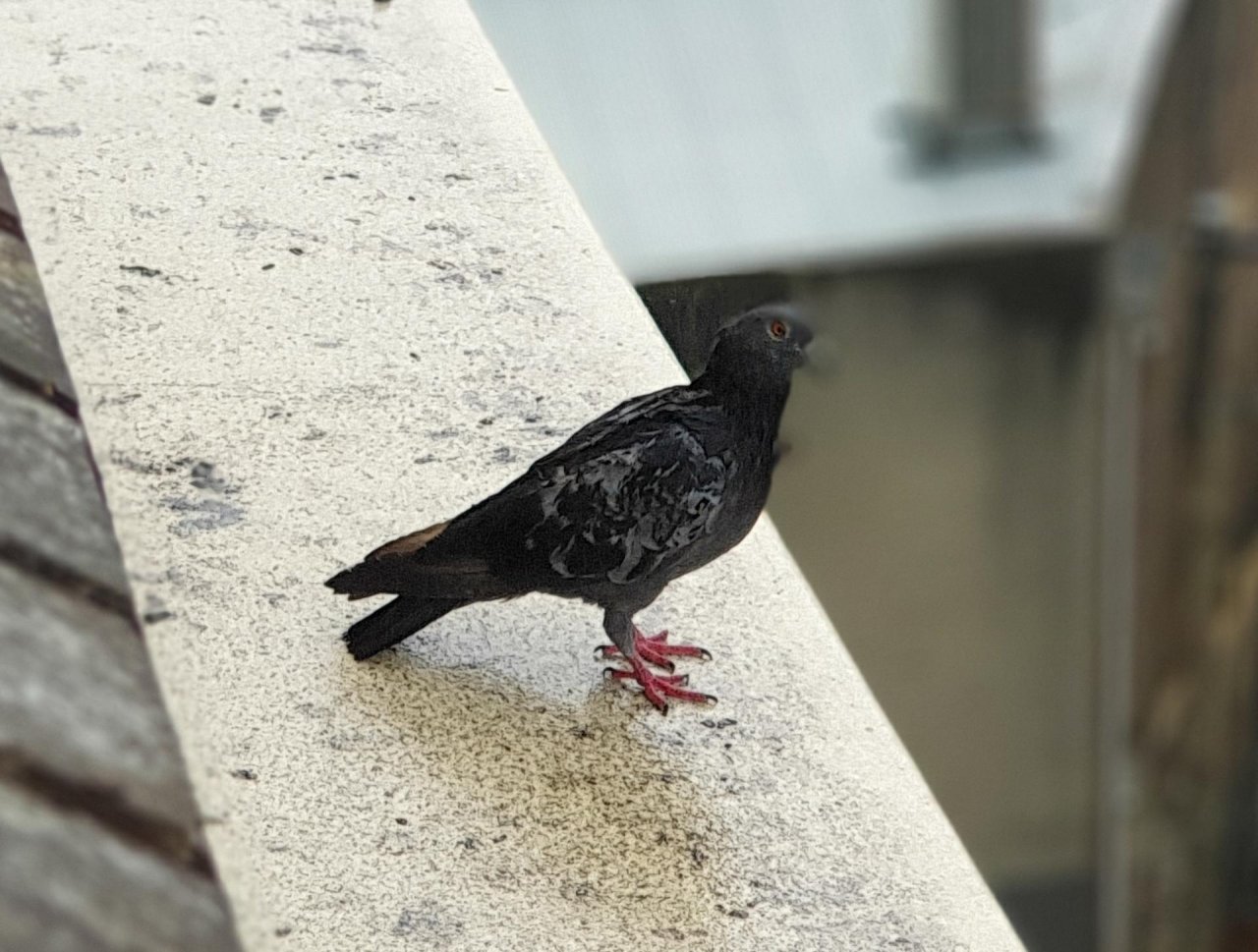 Other bird in Big City Birds App spotted by TomMassey on 29.01.2021