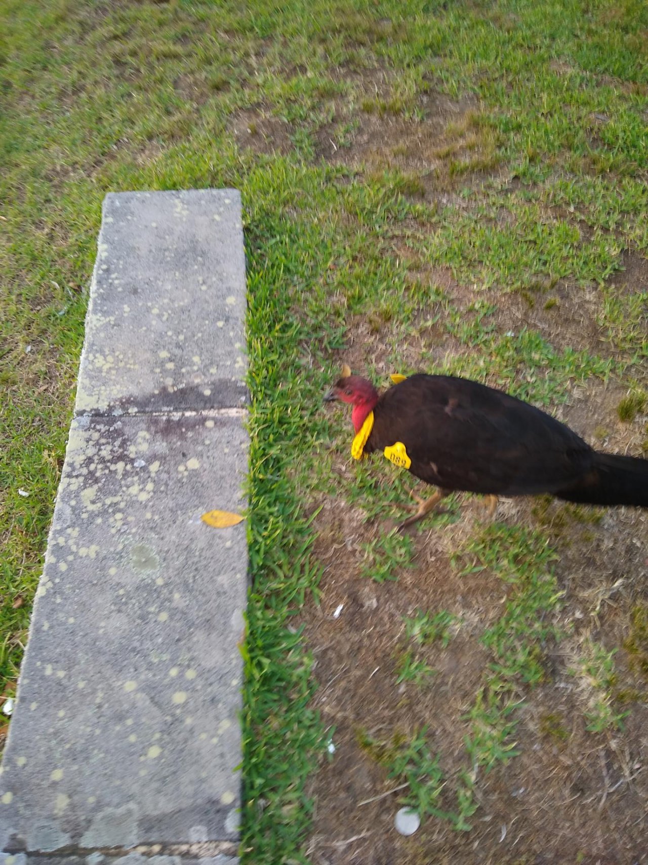 Brush-turkey in Big City Birds App spotted by Jennifer Blaikie on 17.12.2020