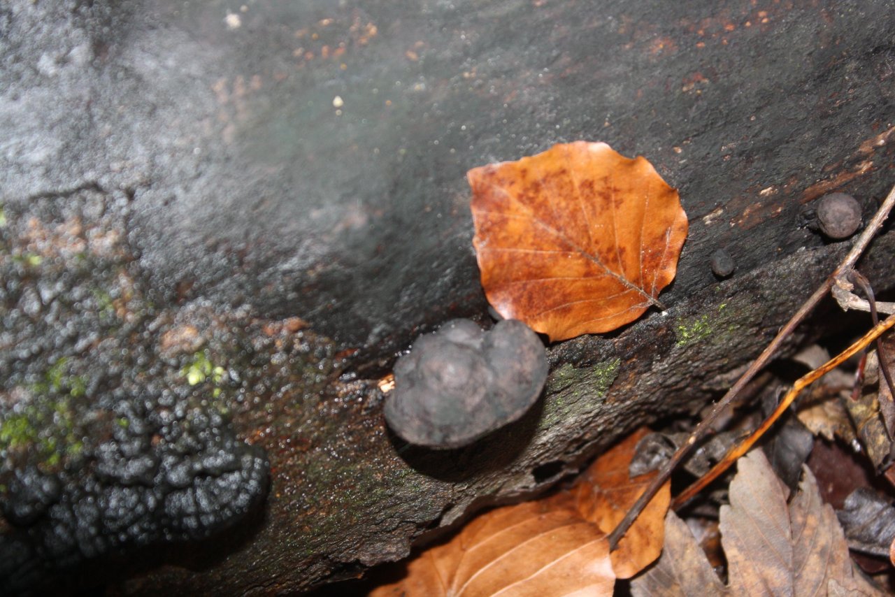 Andere Art in Pilzfinder App spotted by Treitner on 11.12.2020