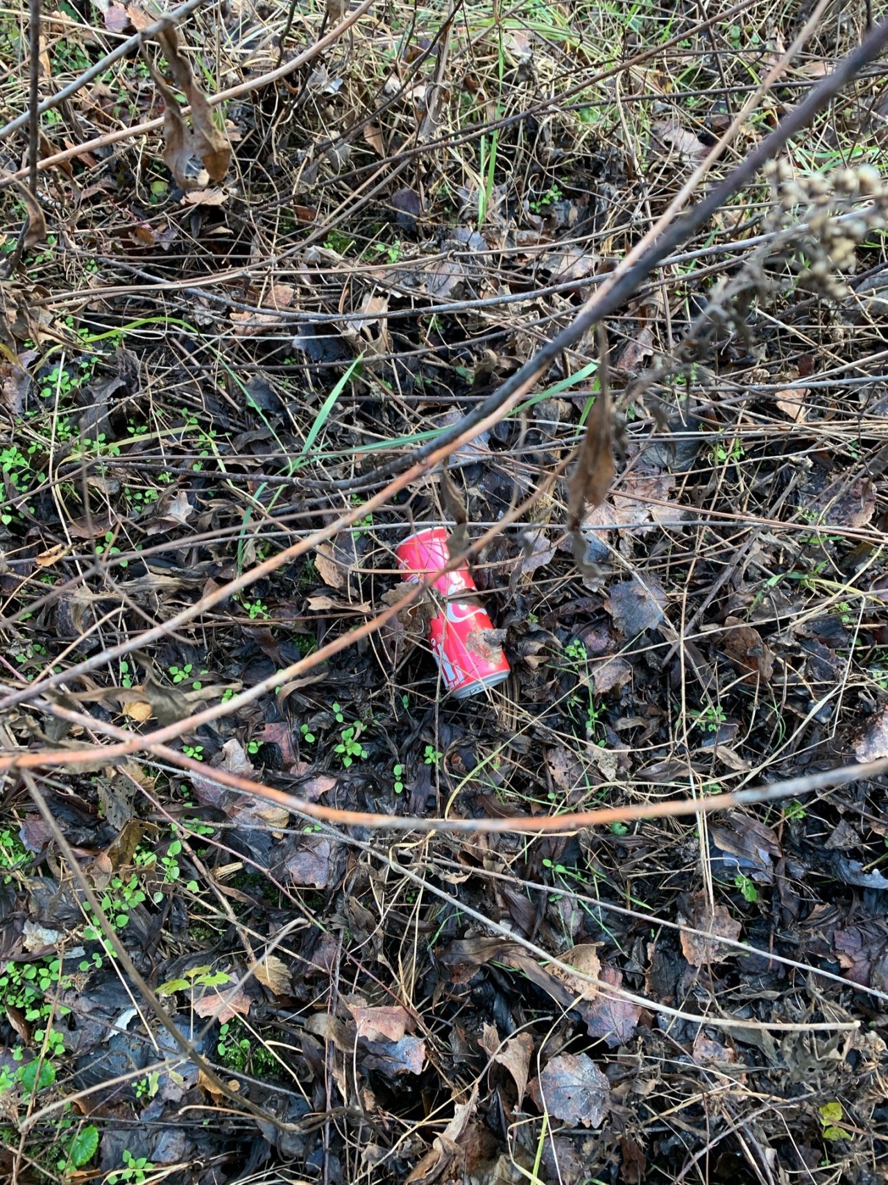 litter in DRECKSPOTZ | GLOBAL 2000 App spotted by Anna Graf on 08.01.2021