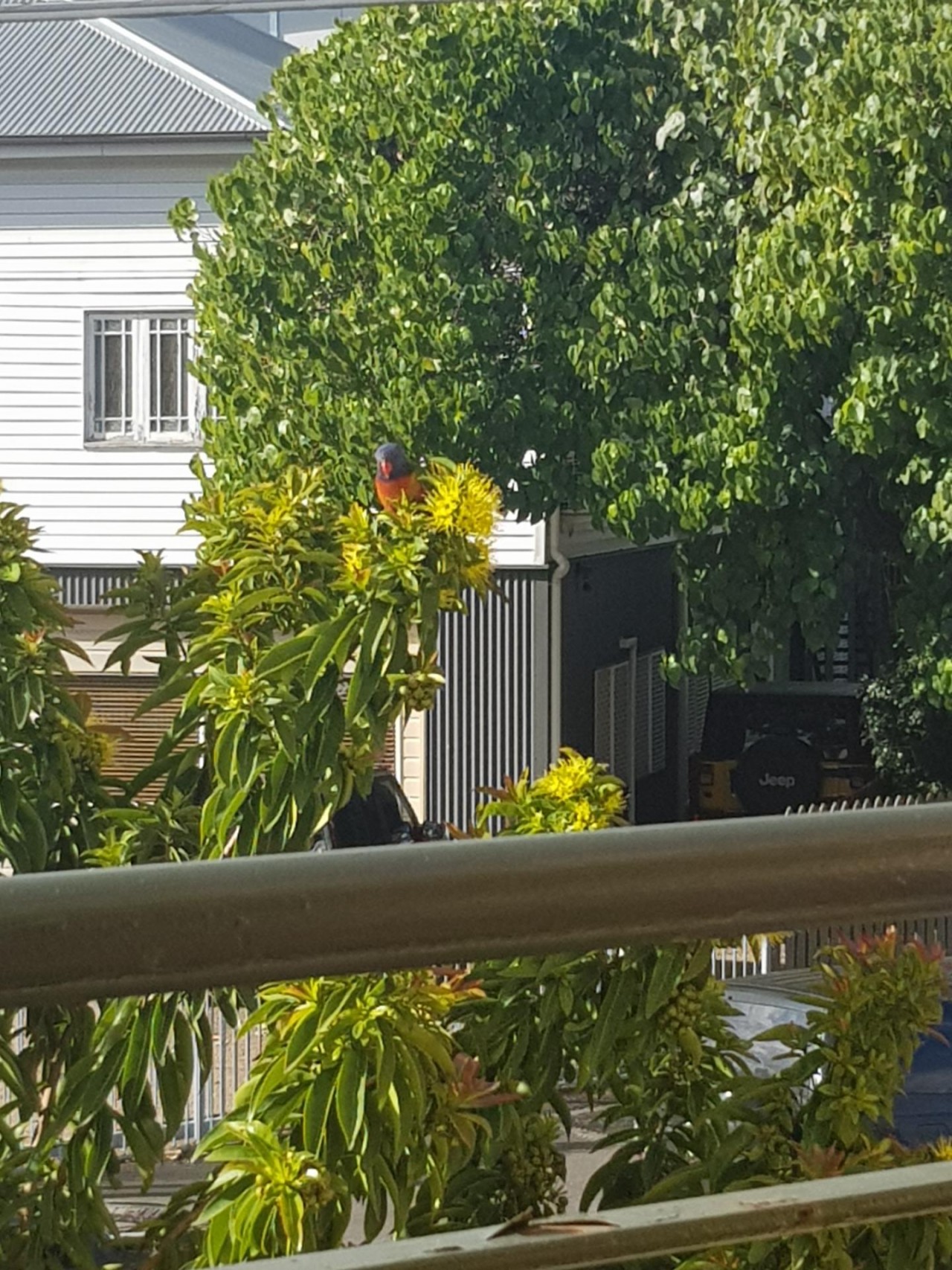 Other bird in Big City Birds App spotted by Kyra on 03.08.2020