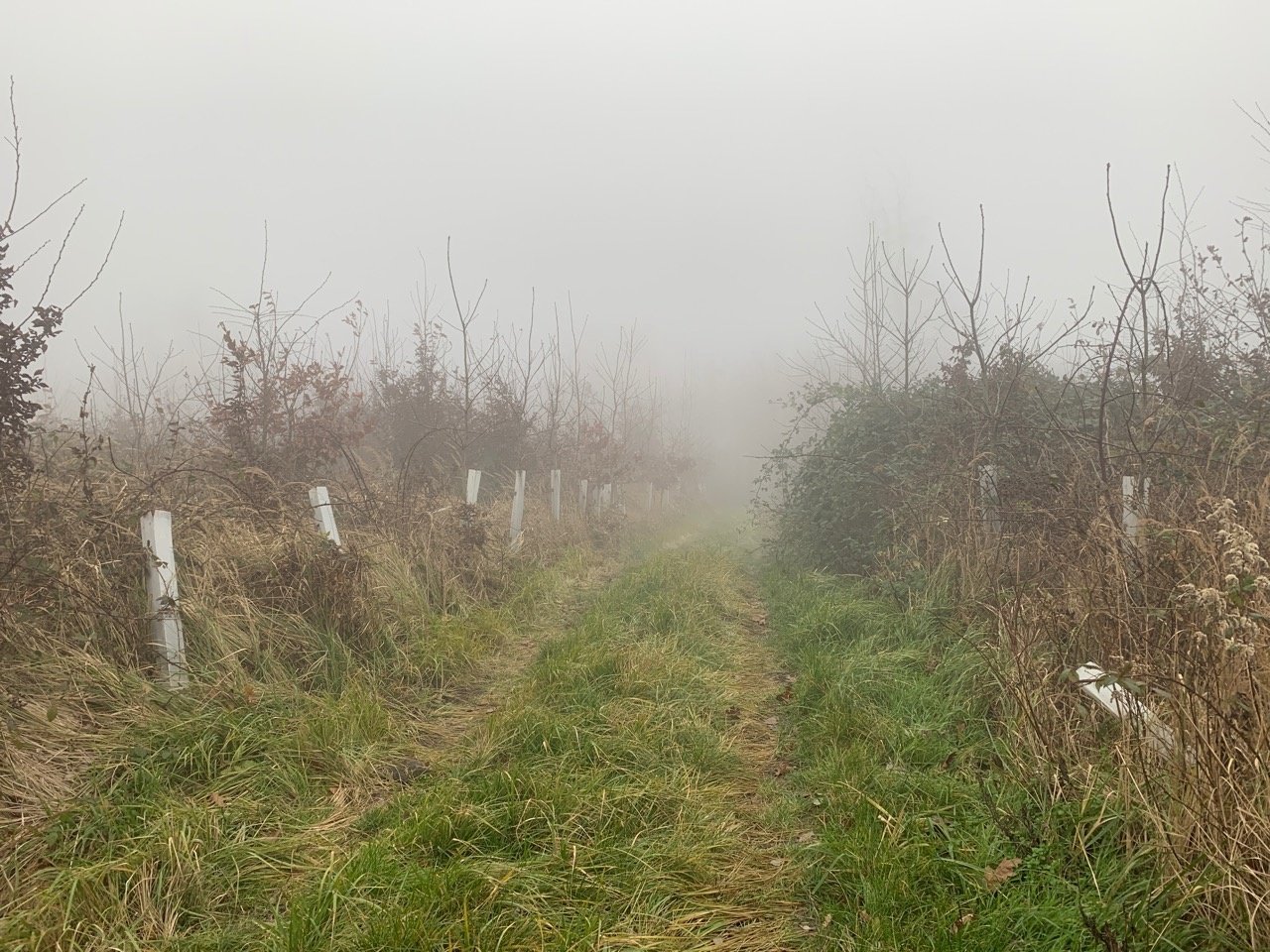 | DRECKSPOTZ | GLOBAL 2000 App | 08.12.2020