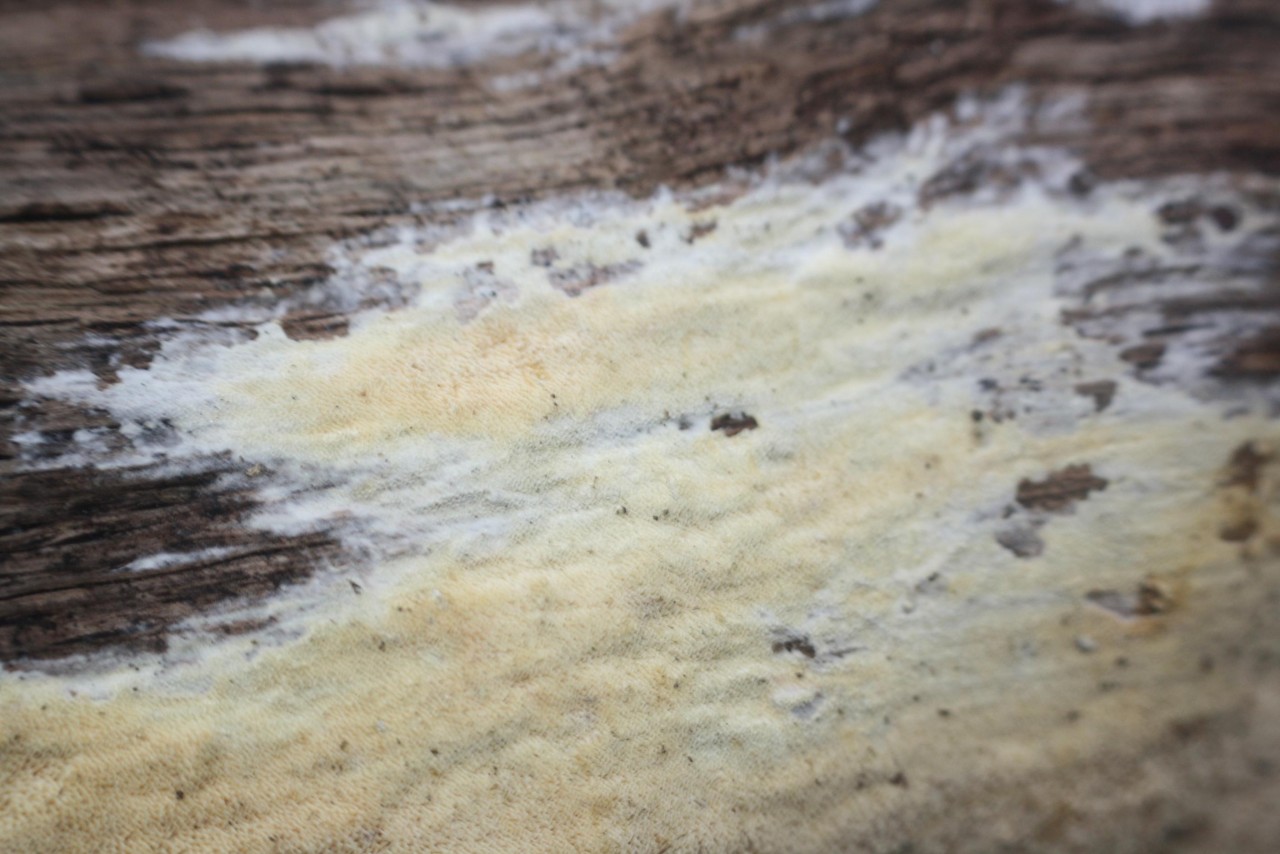 Genus: 	Phlebiella,
on a tree trunk; deciduous tree; deadwood; lying; | Pilzfinder 