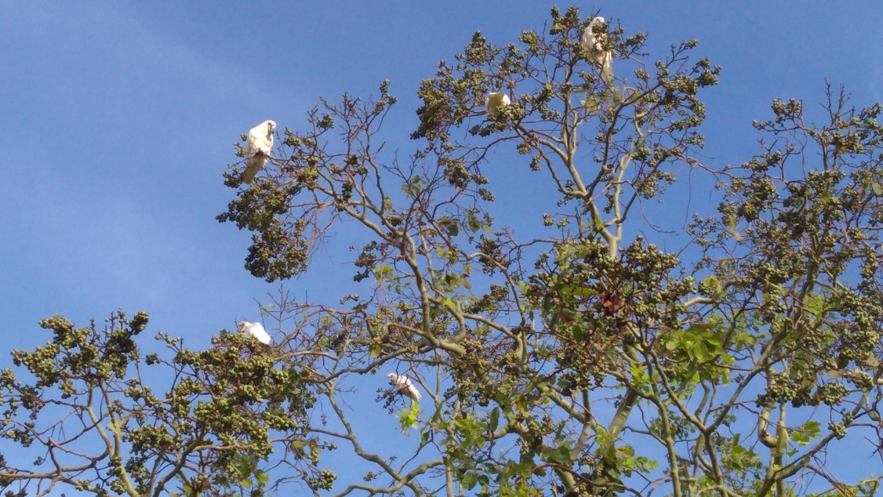 Little Corella in Big City Birds App spotted by Chris Barclay on 23.12.2020