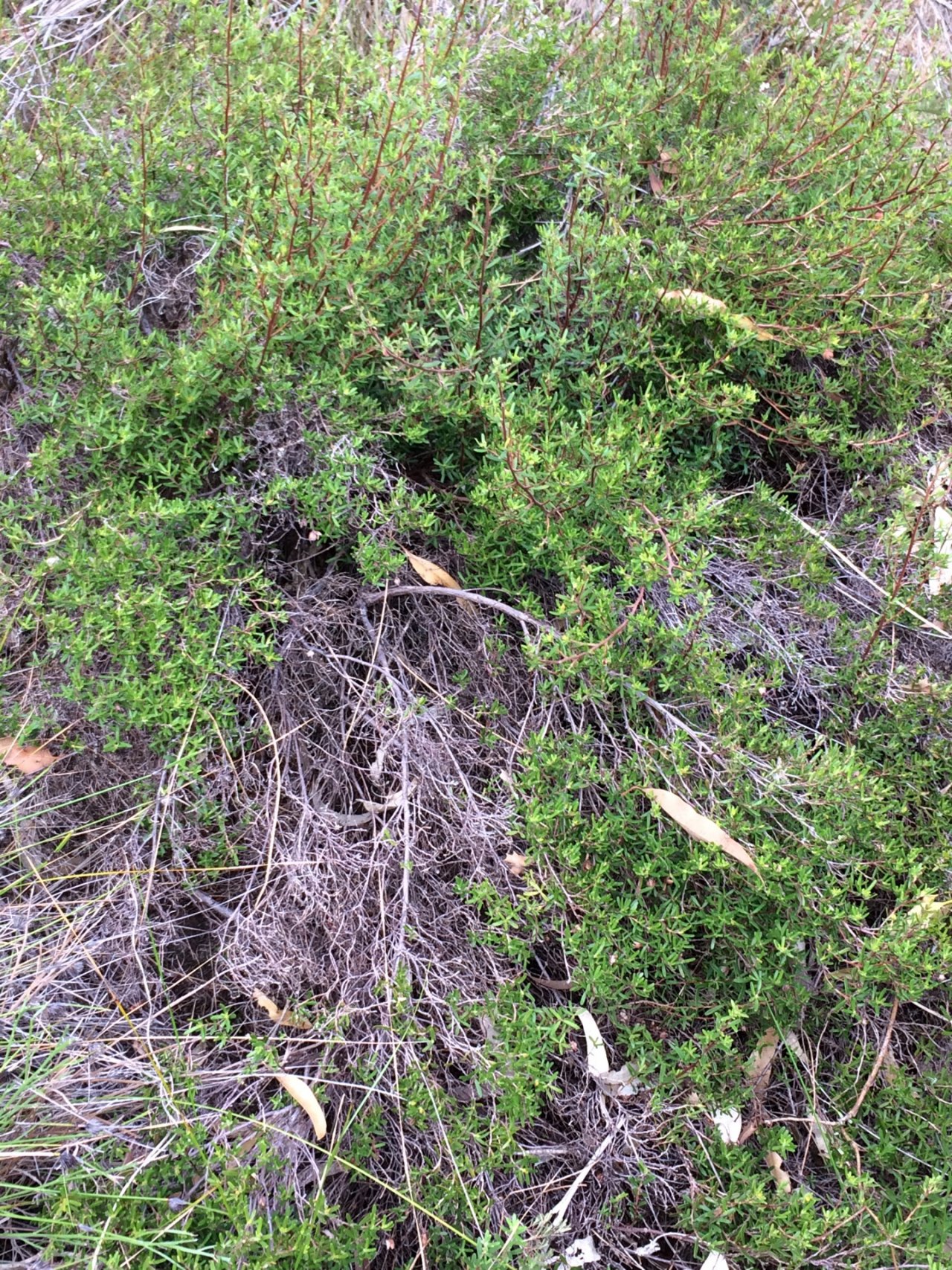 Native Buttercup in ClimateWatch App spotted by JHenderson on 10.03.2021
