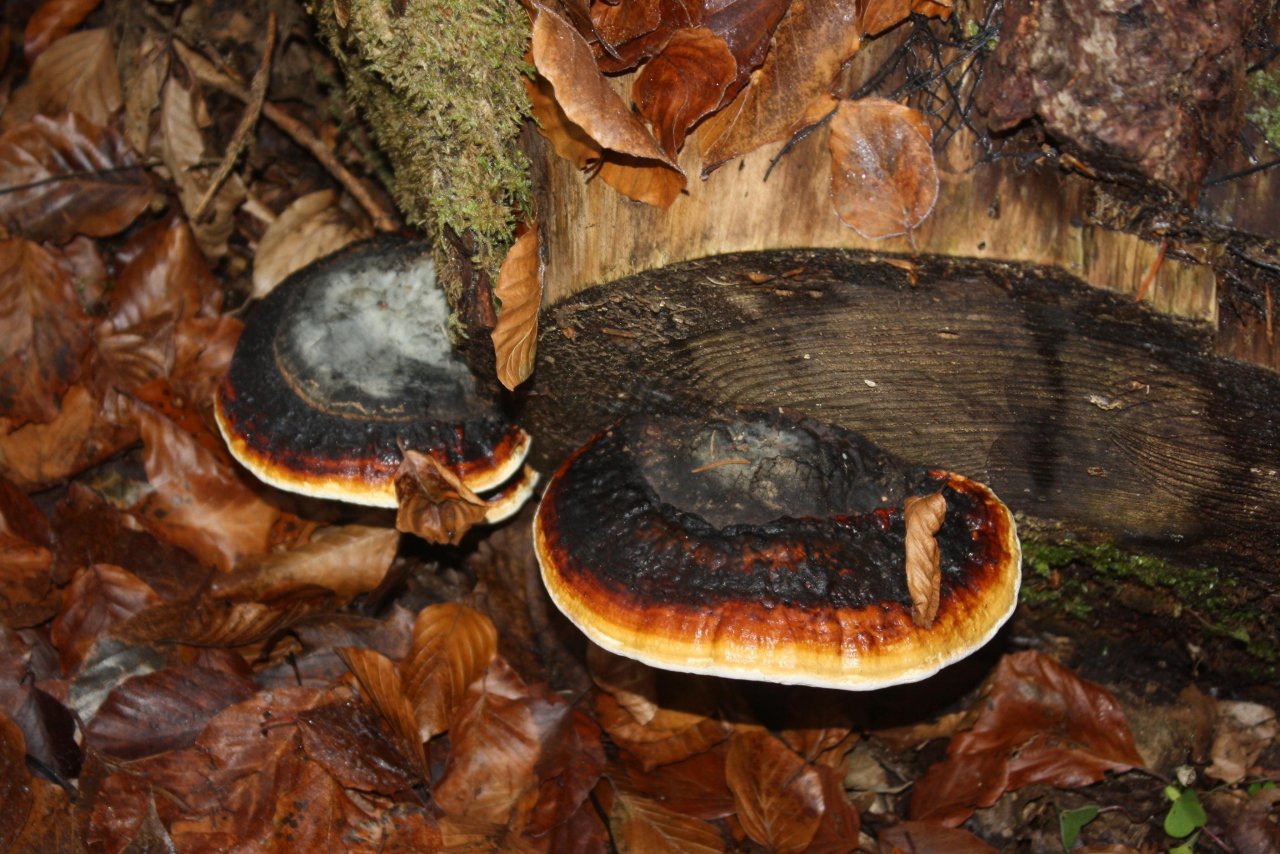 Rotrandiger Baumschwamm in Pilzfinder App spotted by Treitner on 19.12.2020