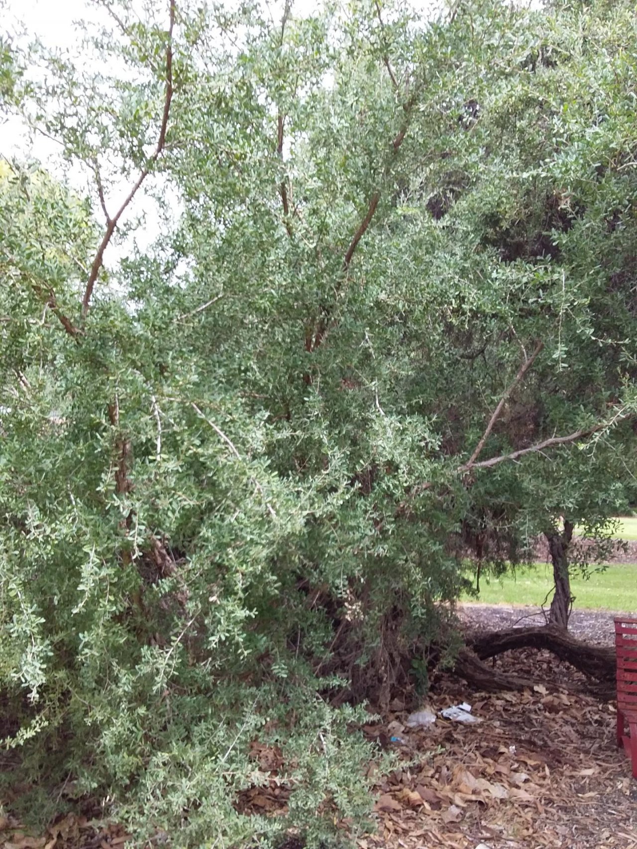 Coastal Tea Tree / Australian Myrtle / Victorian T in ClimateWatch App spotted by Glenn Pegrum on 08.03.2021