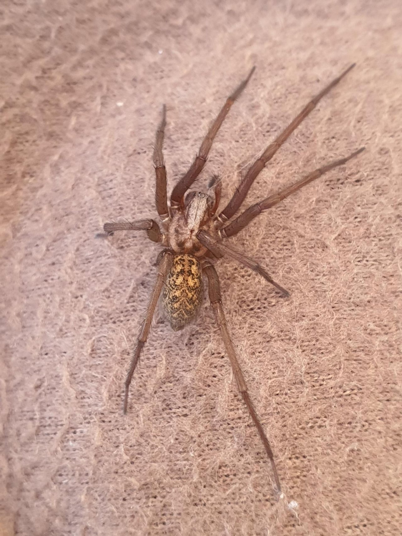 Giant Housespider in SpiderSpotter App spotted by Paul Vernelen on 26.12.2020