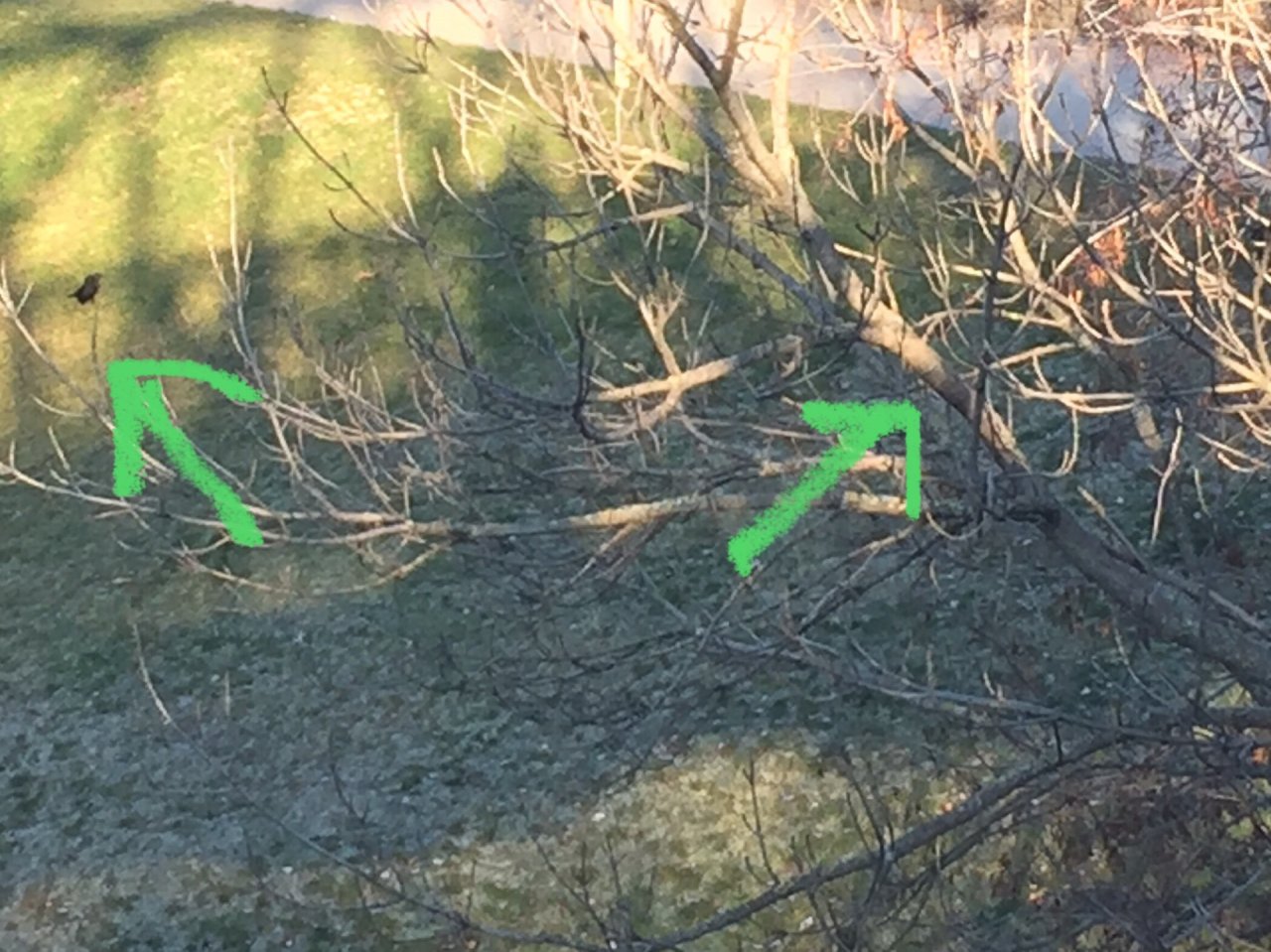 Carrion Crow in KraMobil App spotted by Katharina on 11.01.2021