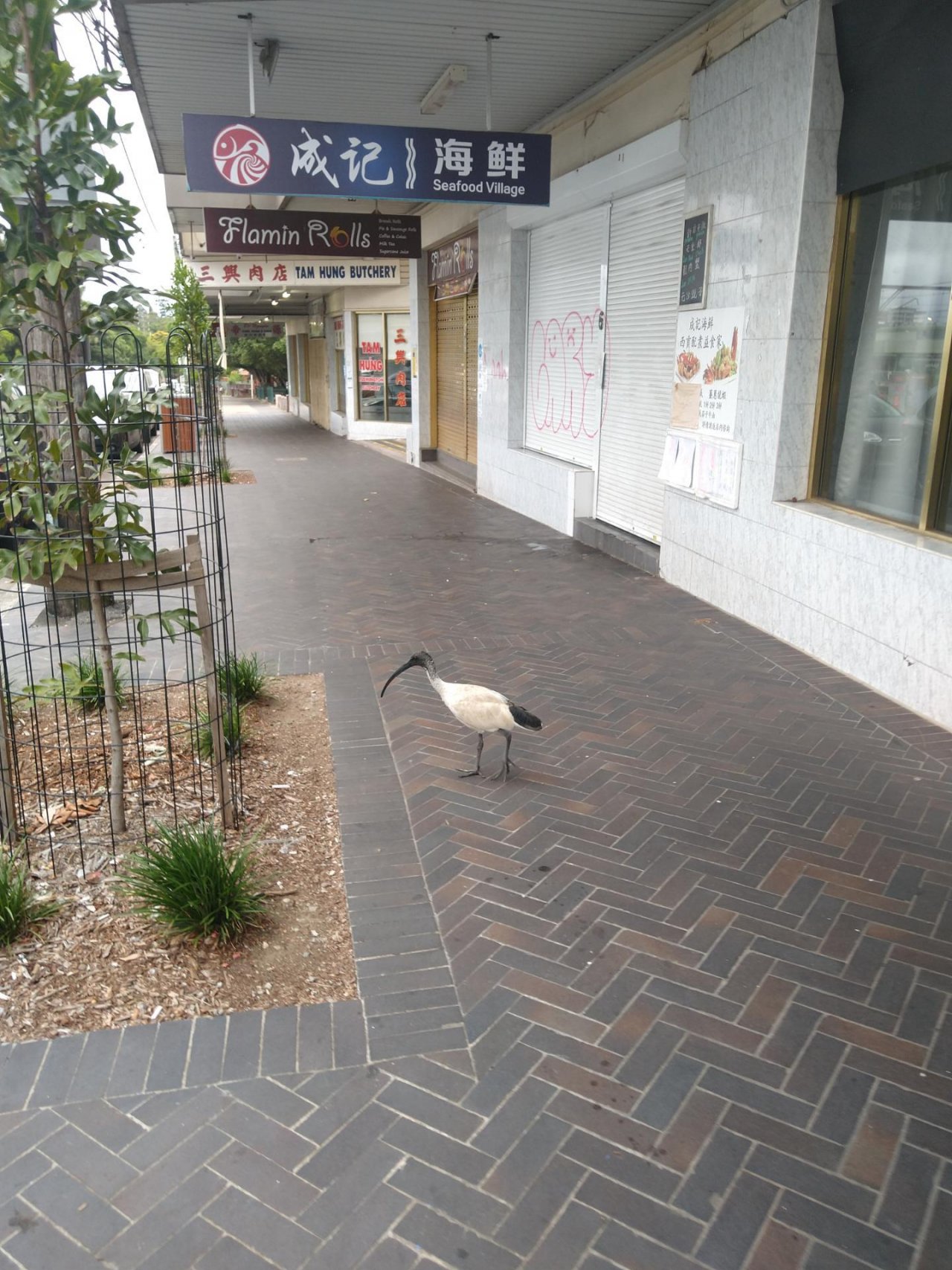 White Ibis in Big City Birds App spotted by Anna on 22.02.2021
